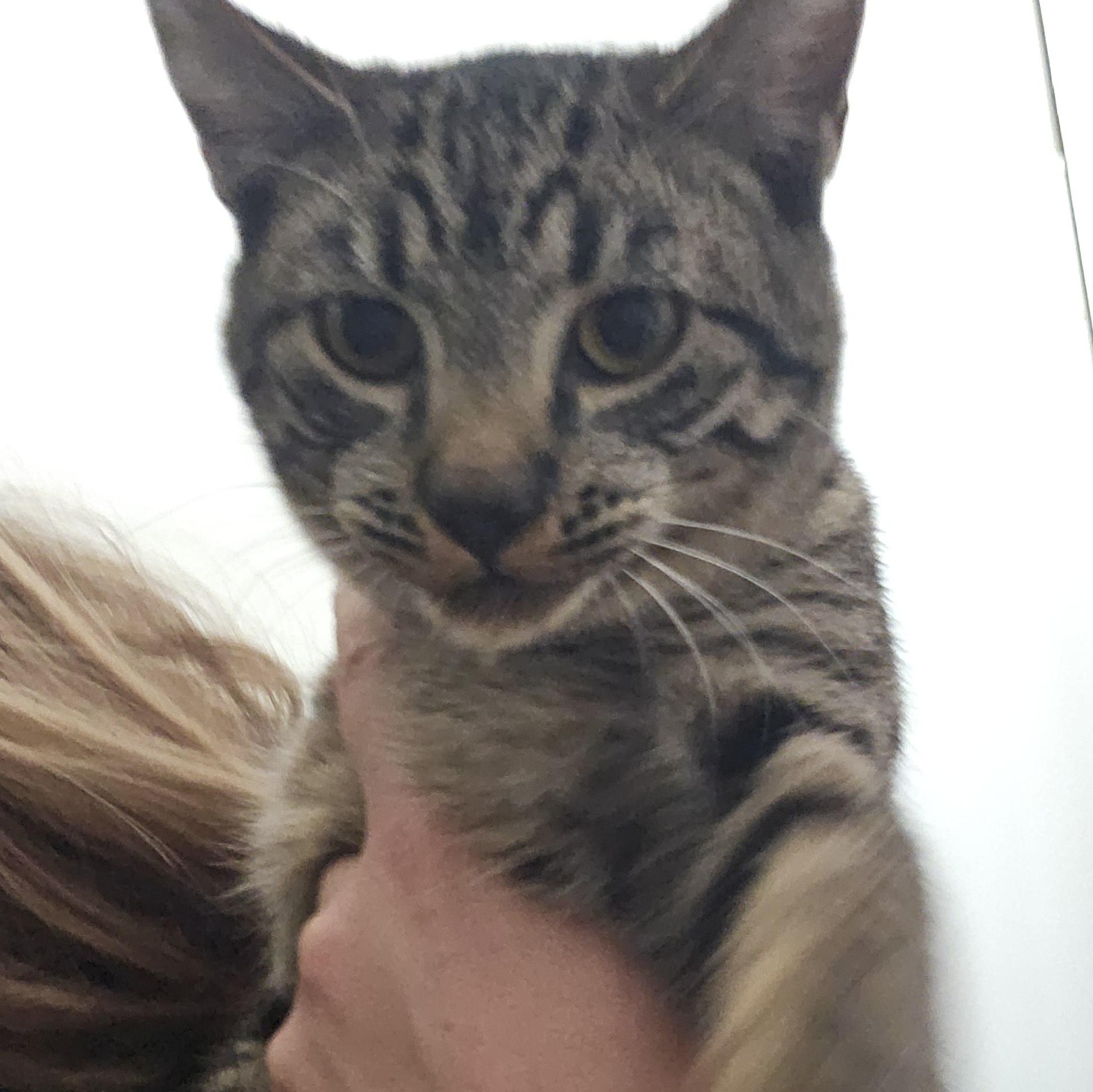 Enlarge Bob, a Adoptable mixed breed in The Dalles, OR image 3/3
