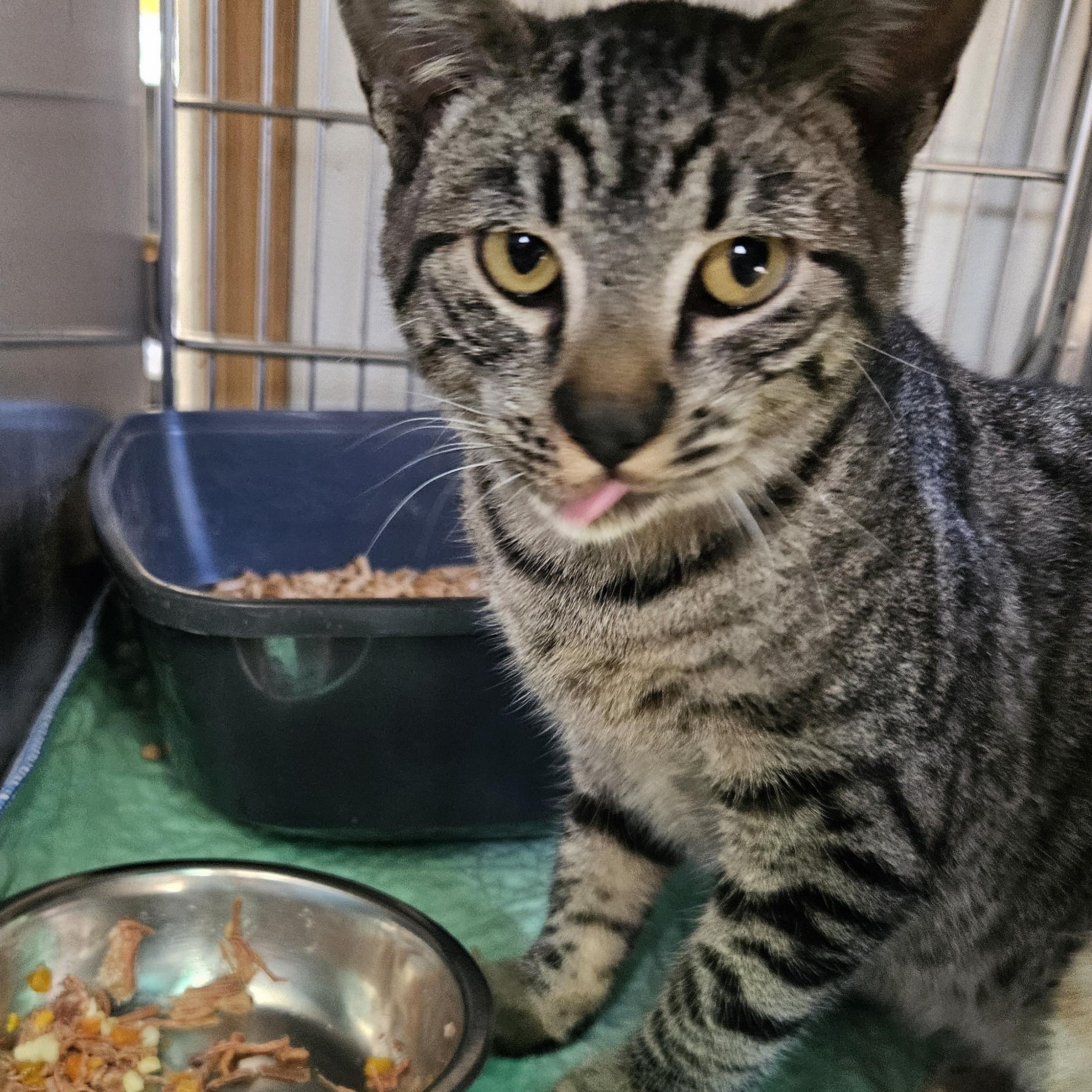 Enlarge Bob, a Adoptable mixed breed in The Dalles, OR image 2/3