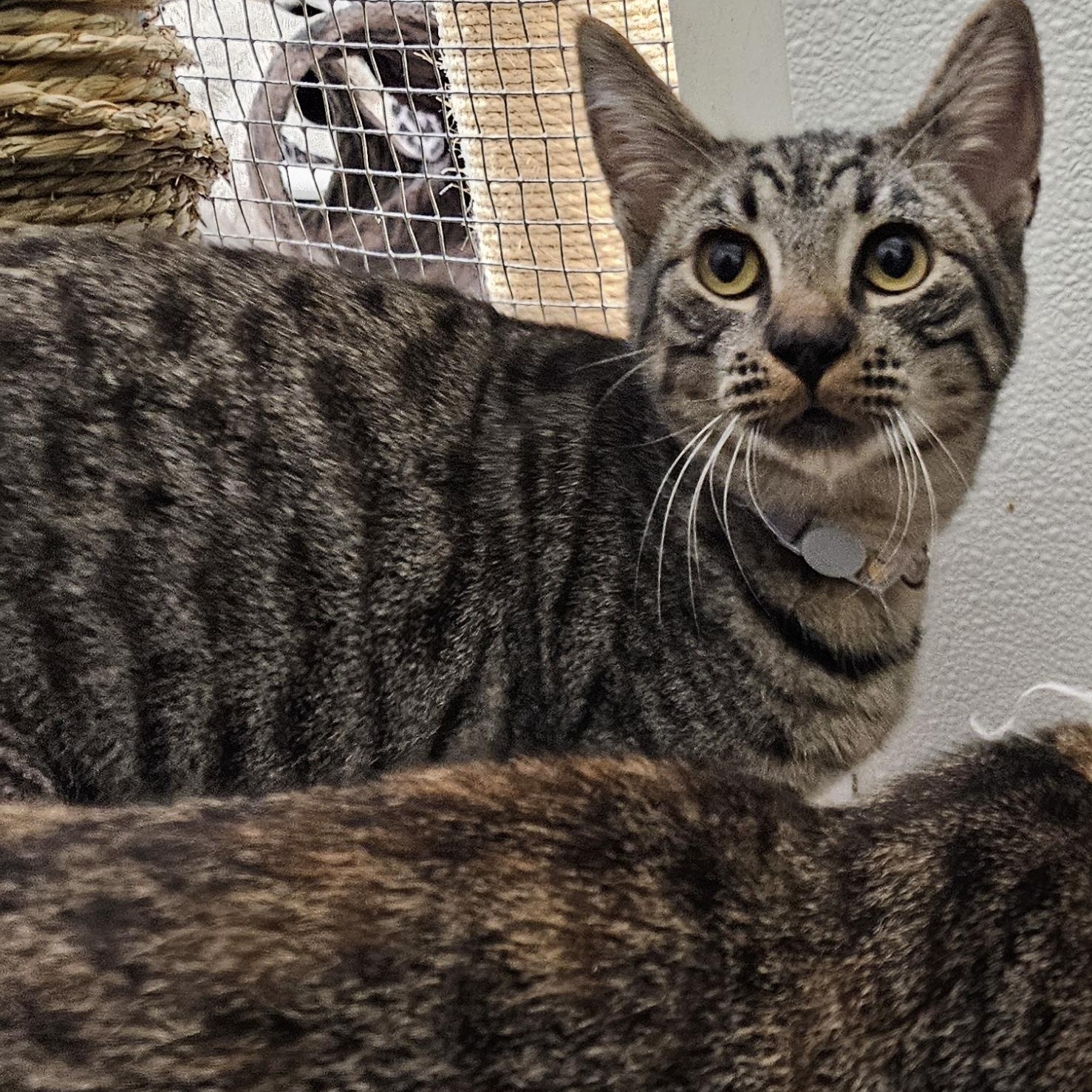 Enlarge Bob, a Adoptable mixed breed in The Dalles, OR image 1/3