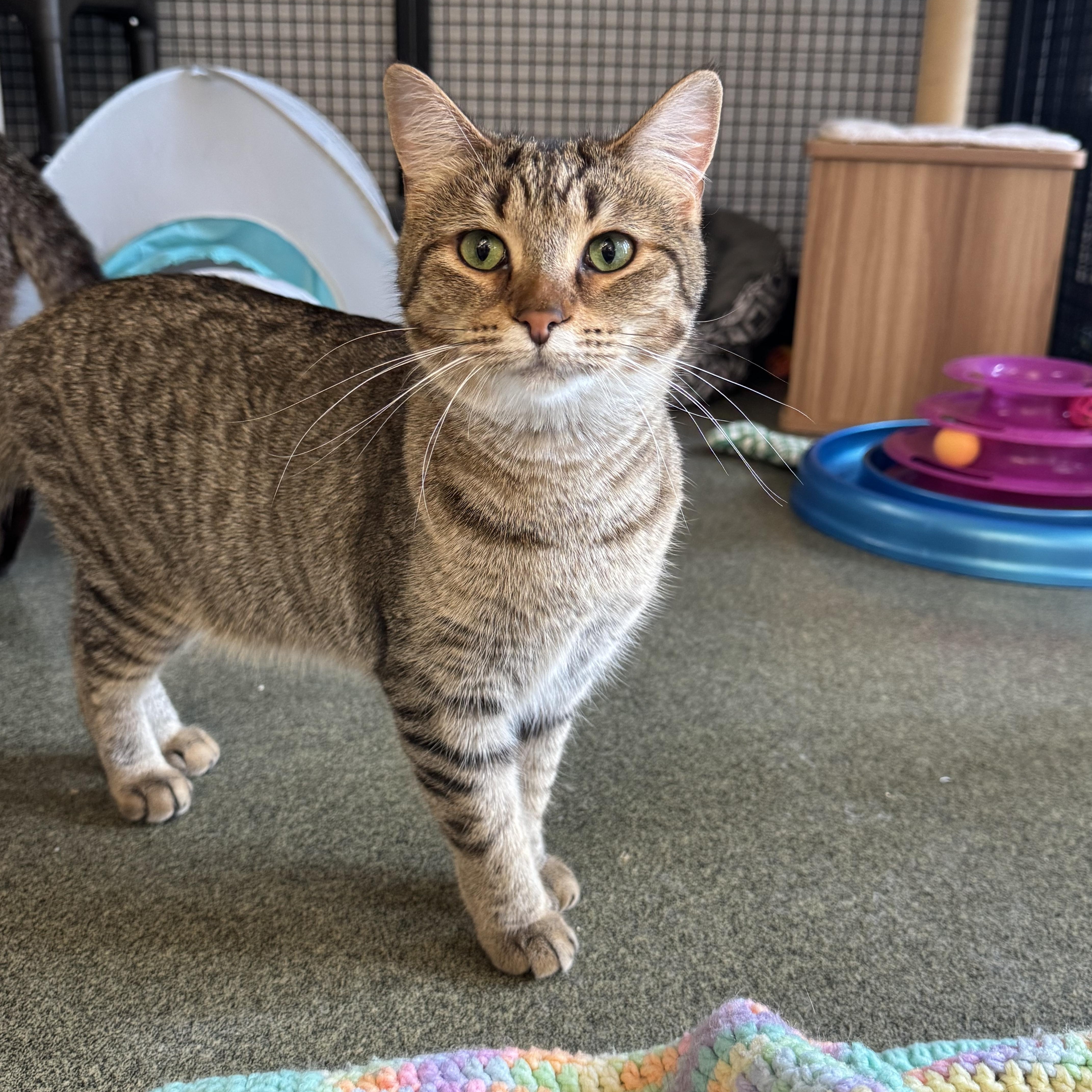 Rosemary, Adoptable, Young Female Domestic Short Hair.