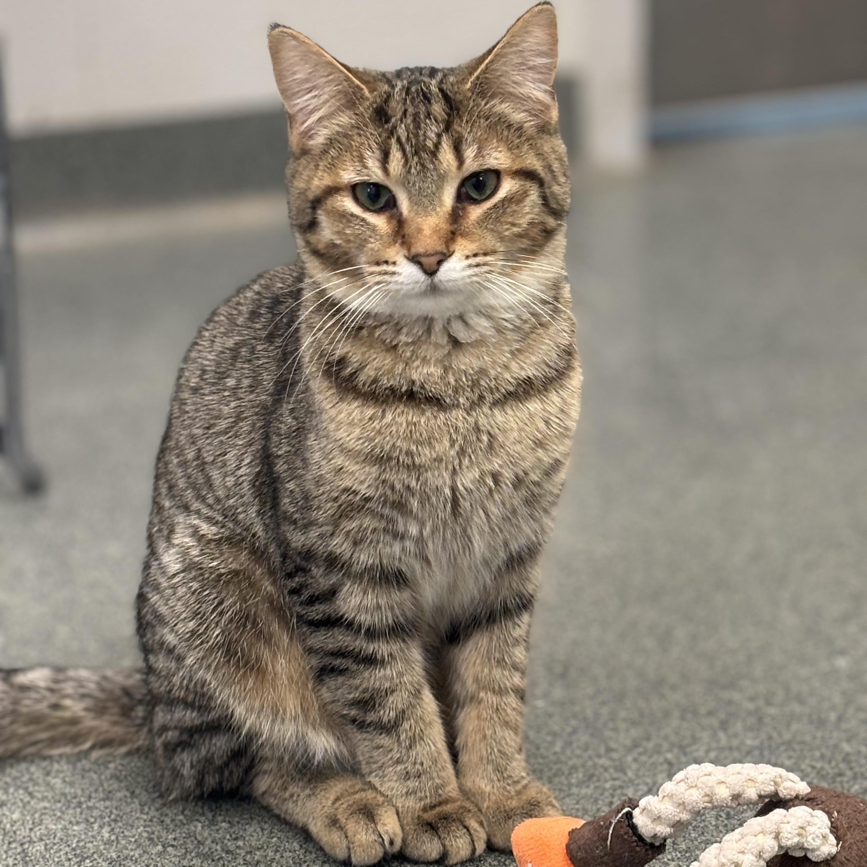 Enlarge Rosemary, a Adoptable Domestic Short Hair in Mount Pleasant, MI image 2/3