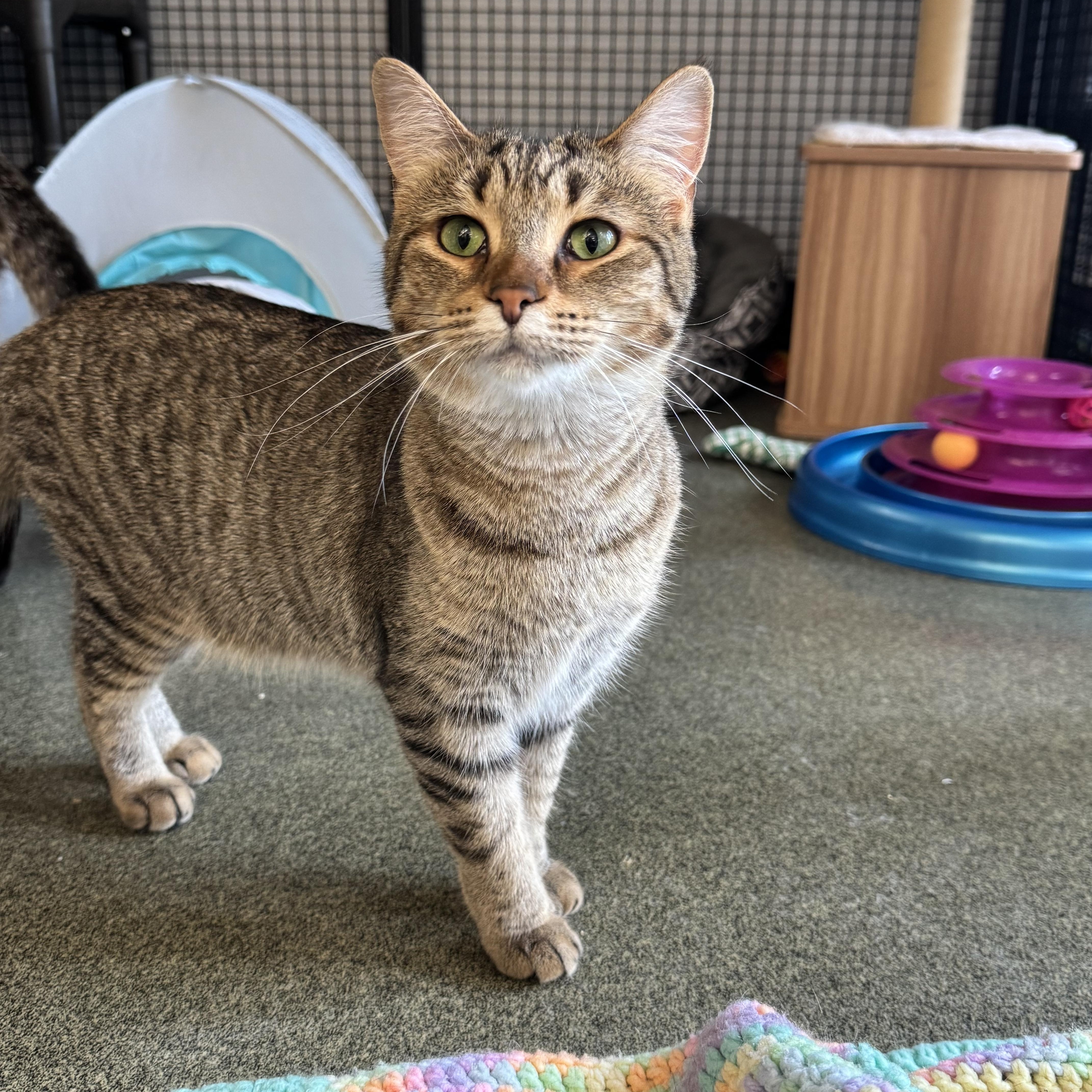 Enlarge Rosemary, a Adoptable Domestic Short Hair in Mount Pleasant, MI image 3/3