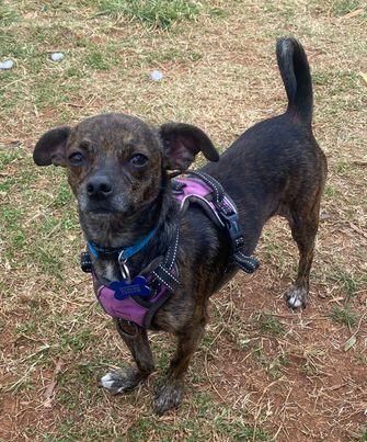 Kong, Adoptable, Young Male Chihuahua & Dachshund.