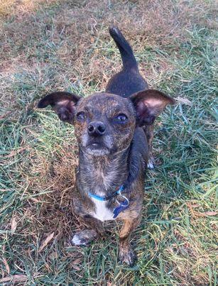Kong, a Adoptable mixed breed in Hillsborough , NC image 2/3