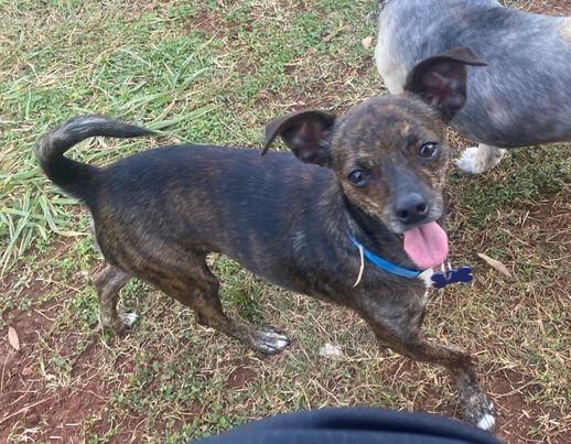 Kong, a Adoptable mixed breed in Hillsborough , NC image 3/3
