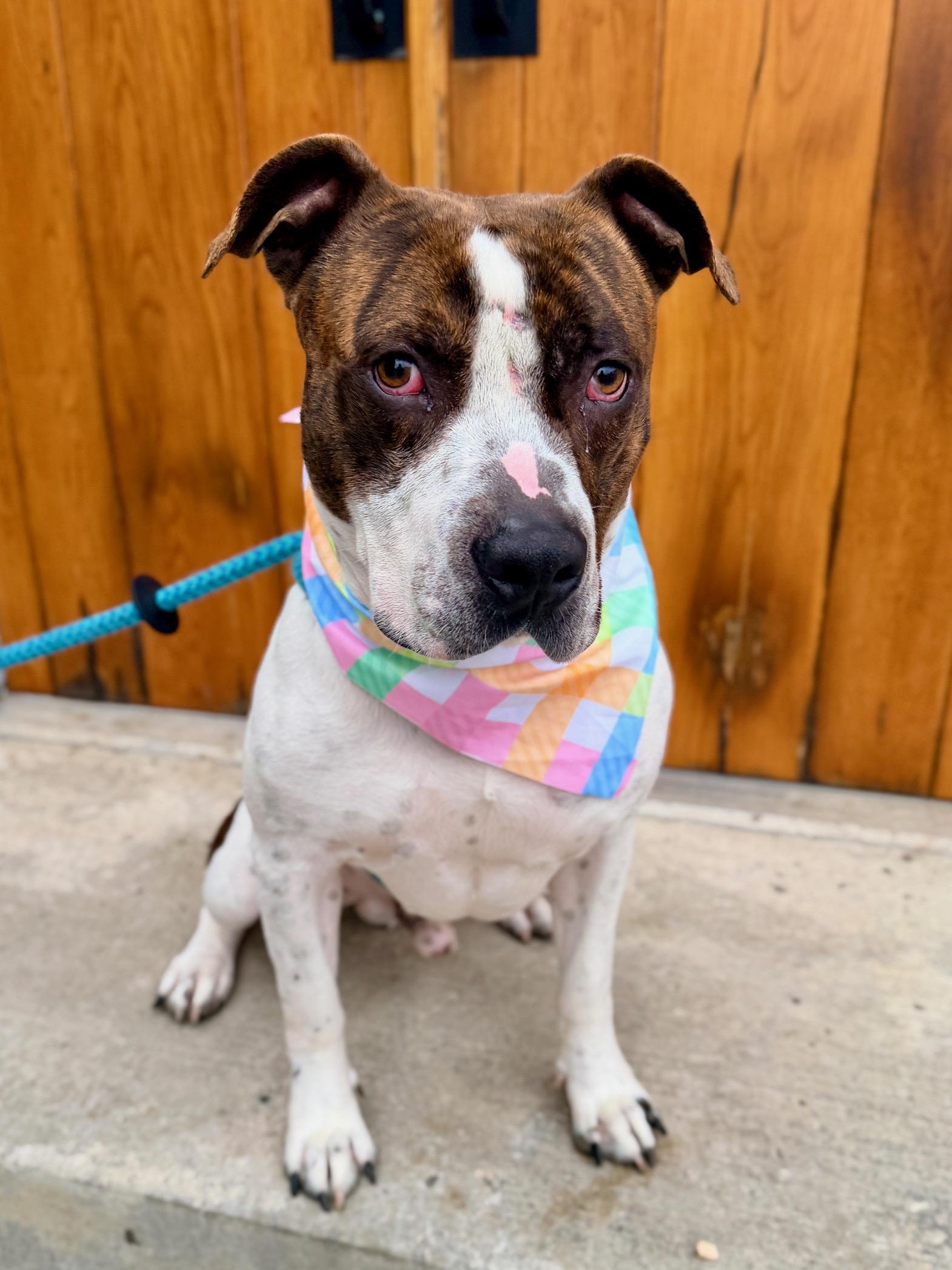 Kross, ADOPTABLE, Young Male Pit Bull Terrier.