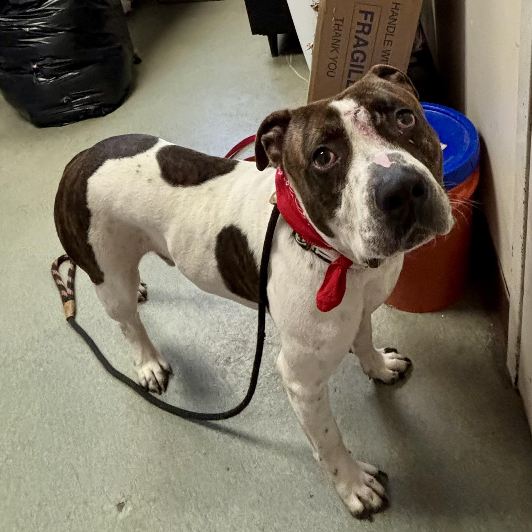 Kross, ADOPTABLE, Young Male Pit Bull Terrier.