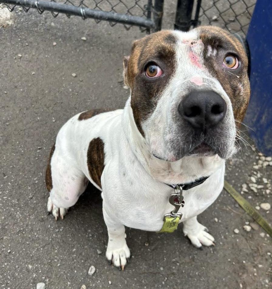 Enlarge Kross, a ADOPTABLE mixed breed in Buffalo, NY image 5/6