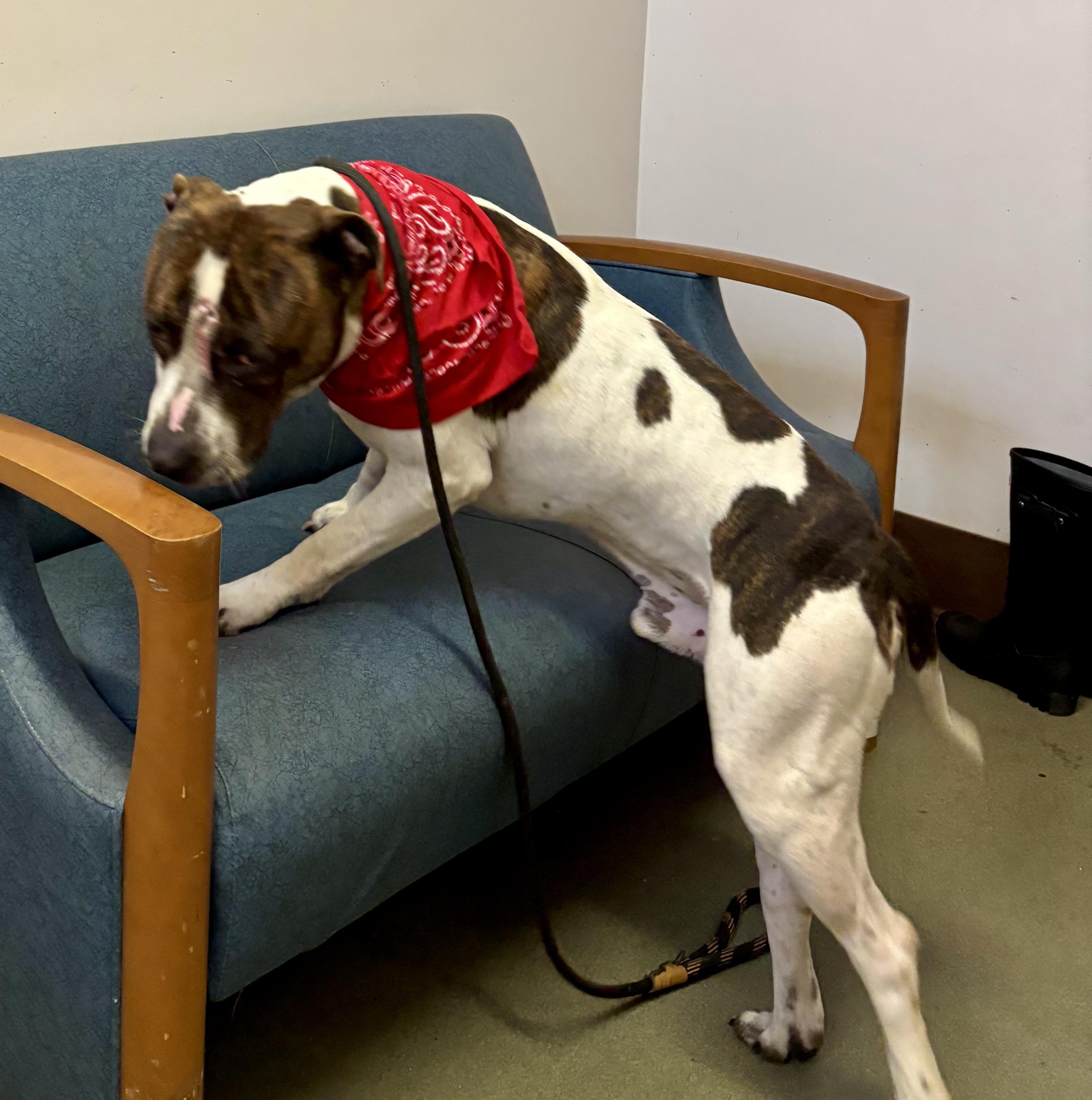 Enlarge Kross, a ADOPTABLE mixed breed in Buffalo, NY image 2/6