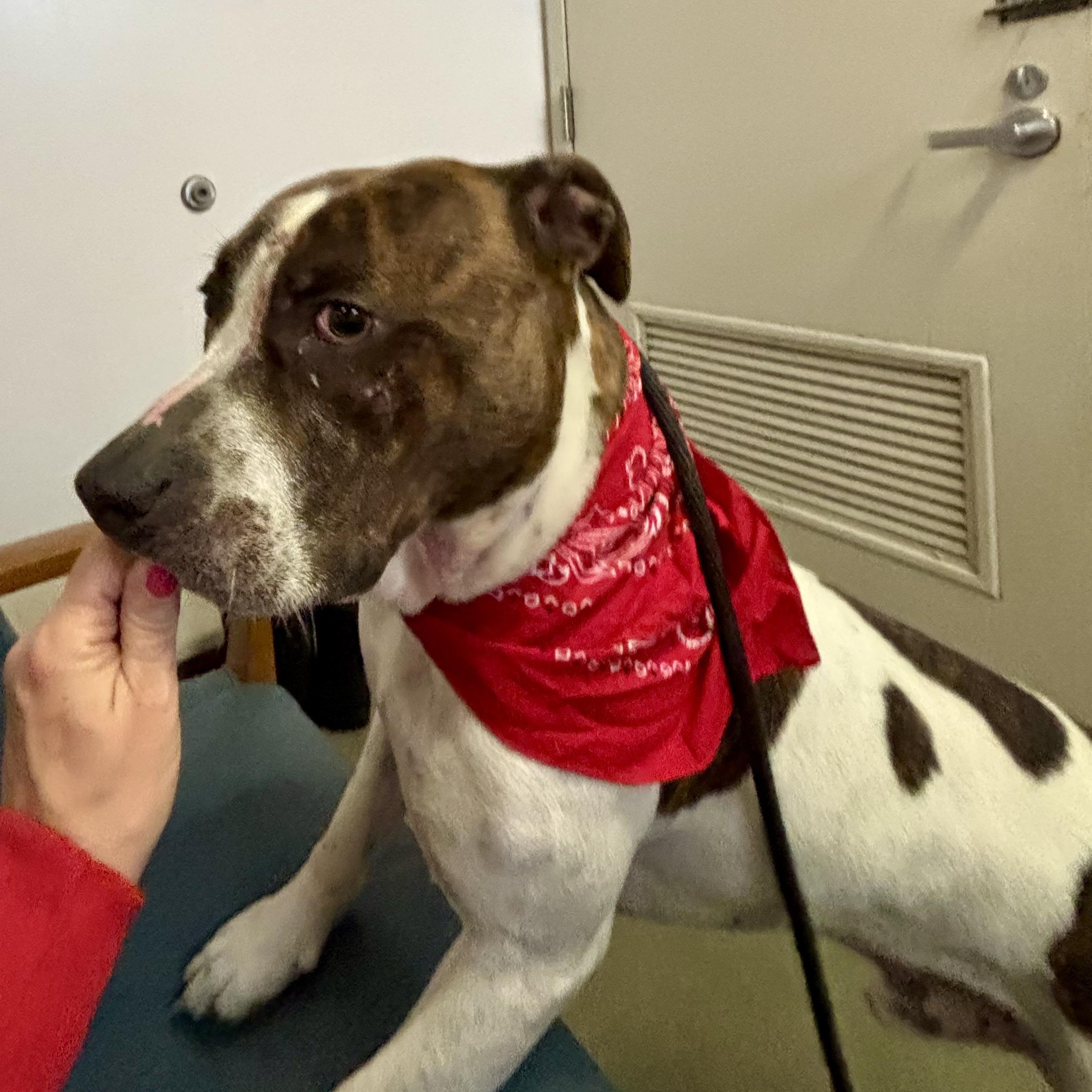 Enlarge Kross, a ADOPTABLE mixed breed in Buffalo, NY image 4/6