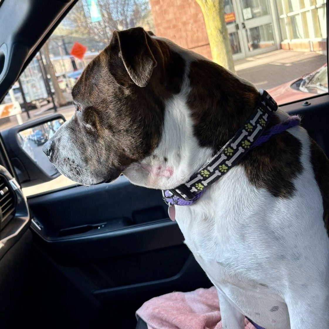 Enlarge Kross, a ADOPTABLE mixed breed in Buffalo, NY image 6/6