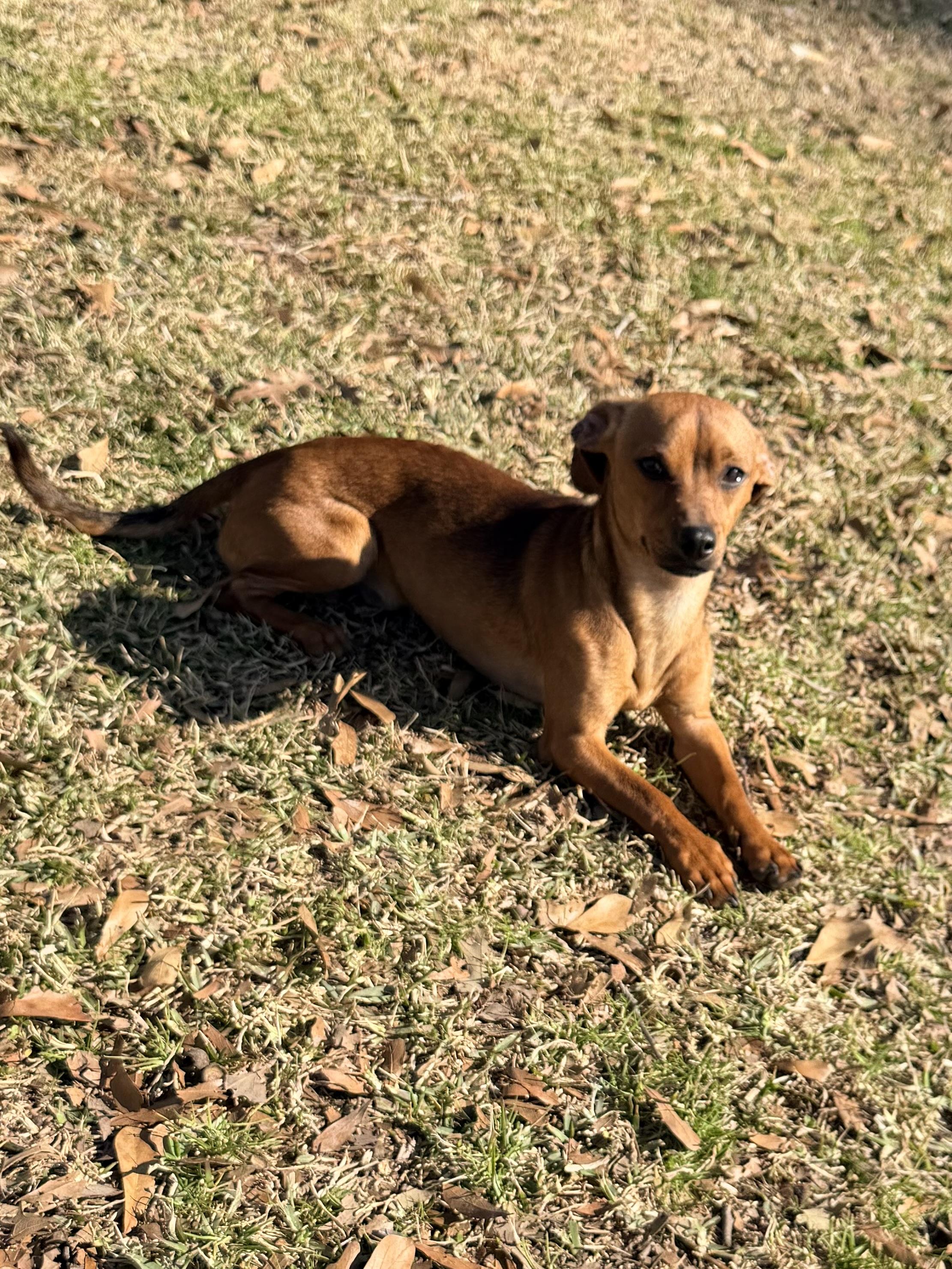 Ricky, ADOPTABLE, Adult Male Chiweenie.