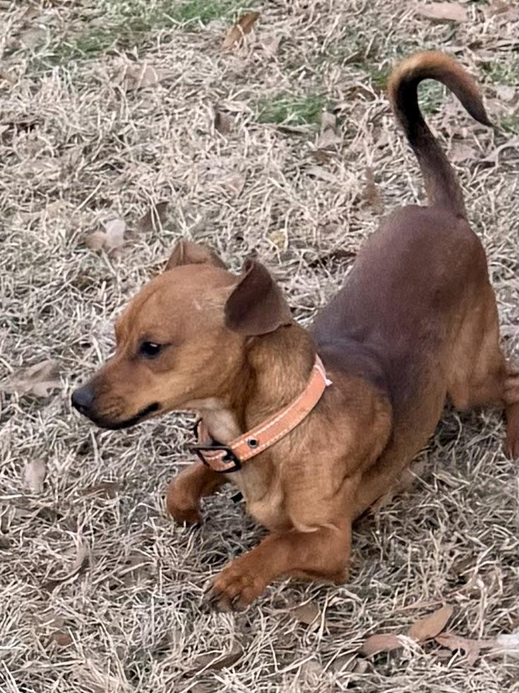 Enlarge Ricky, a ADOPTABLE Chiweenie in Baker, LA image 4/6