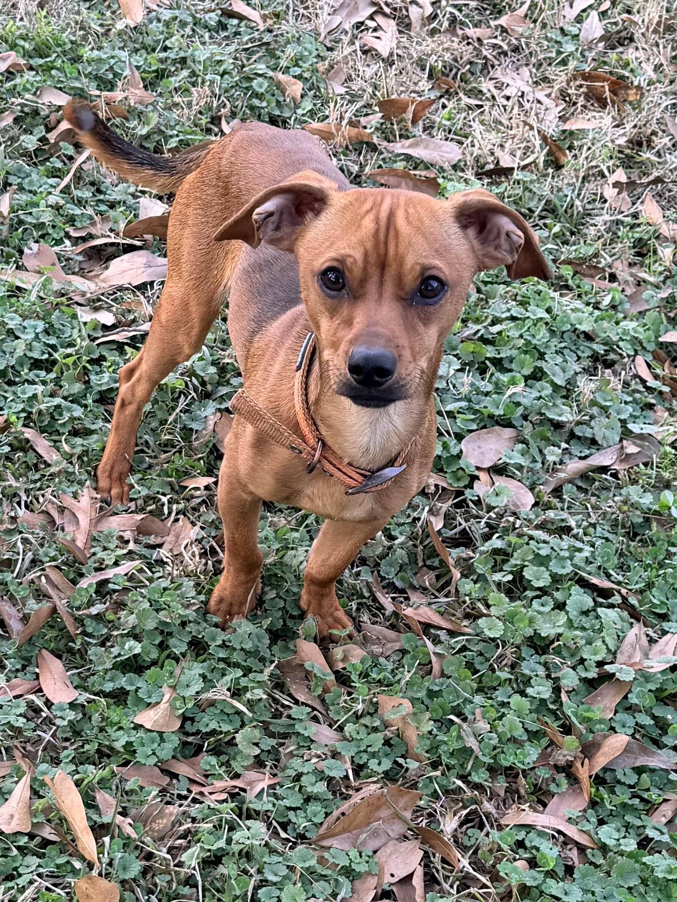 Enlarge Ricky, a ADOPTABLE Chiweenie in Baker, LA image 3/6