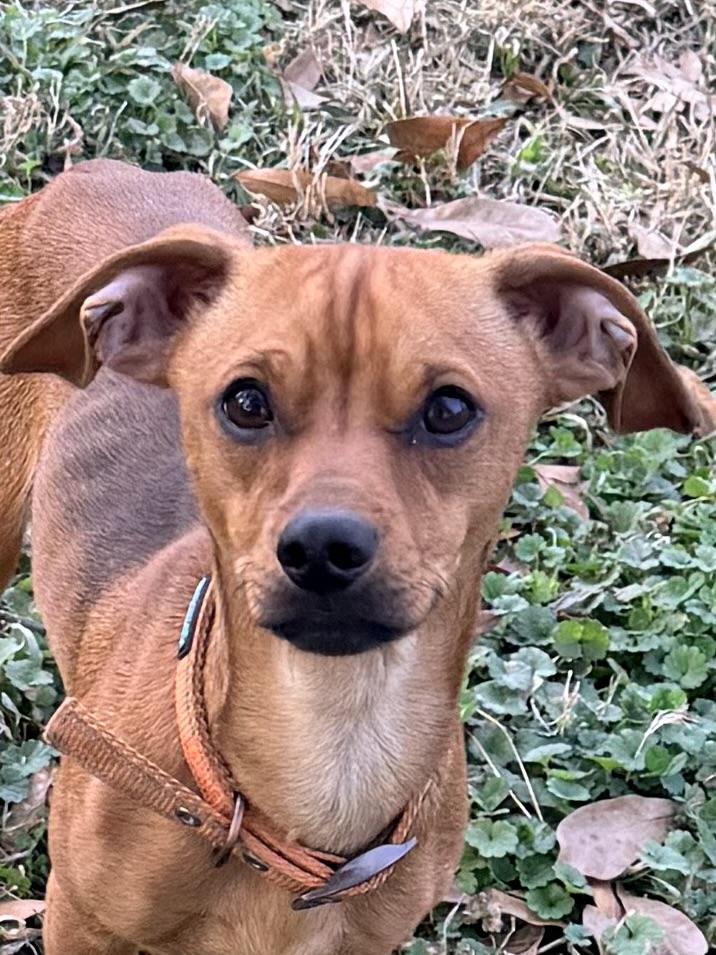 Enlarge Ricky, a ADOPTABLE Chiweenie in Baker, LA image 2/6