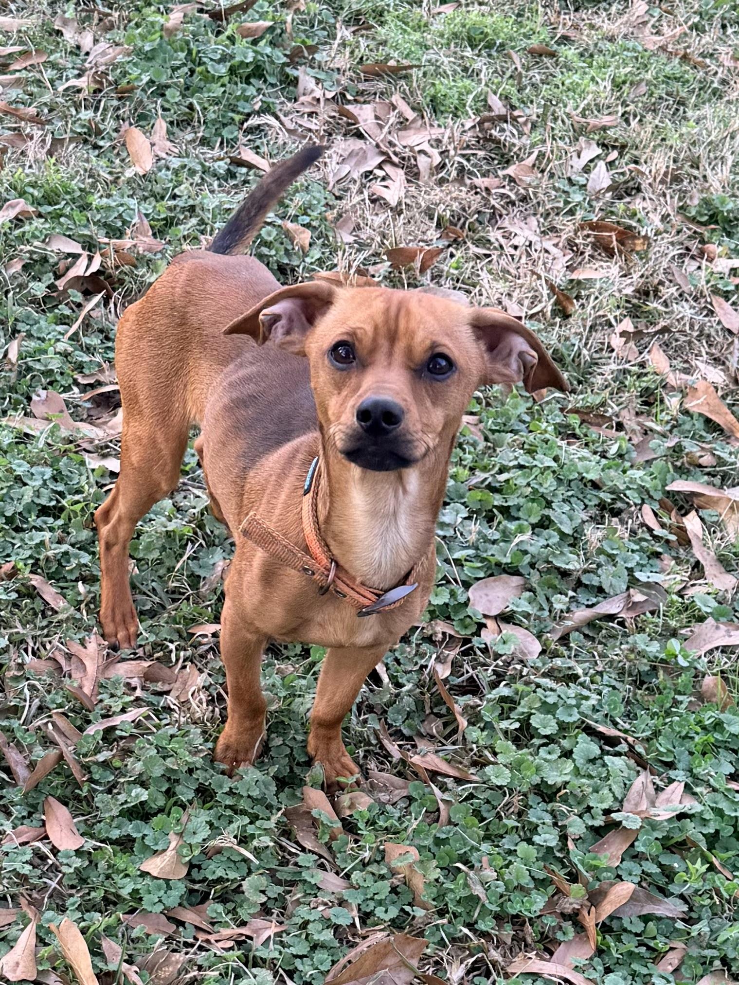 Enlarge Ricky, a ADOPTABLE Chiweenie in Baker, LA image 6/6