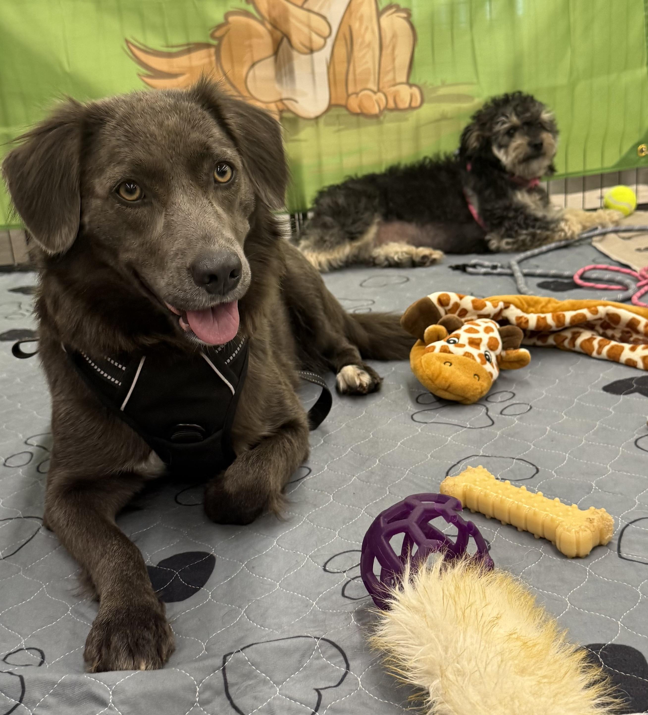 Bonded Pair- FeeBee & Katie, adoptable, Adult Female Poodle & Labrador Retriever.