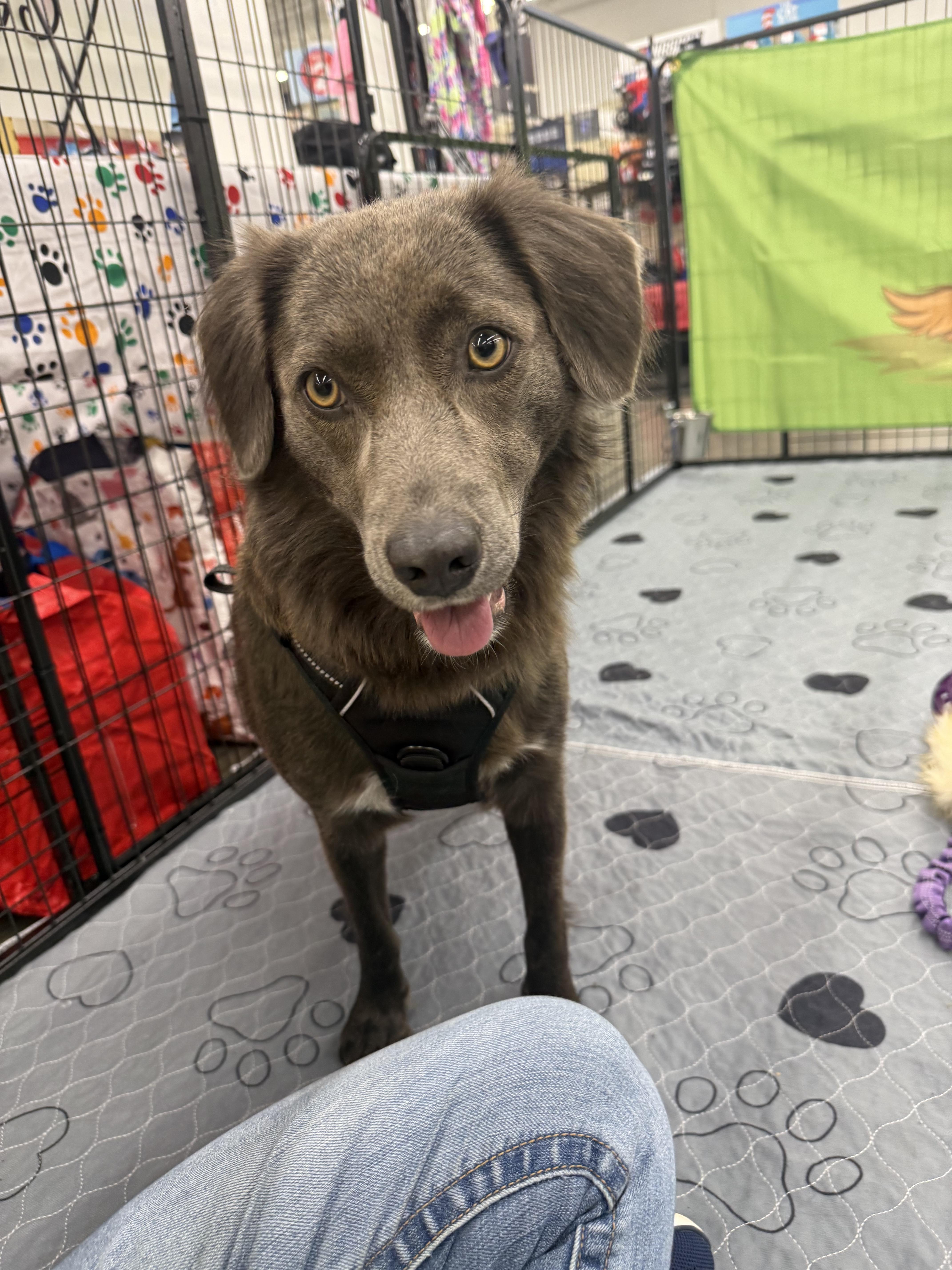 Enlarge Bonded Pair- FeeBee & Katie, an adoptable mixed breed in Kings Mountain, NC image 5/6