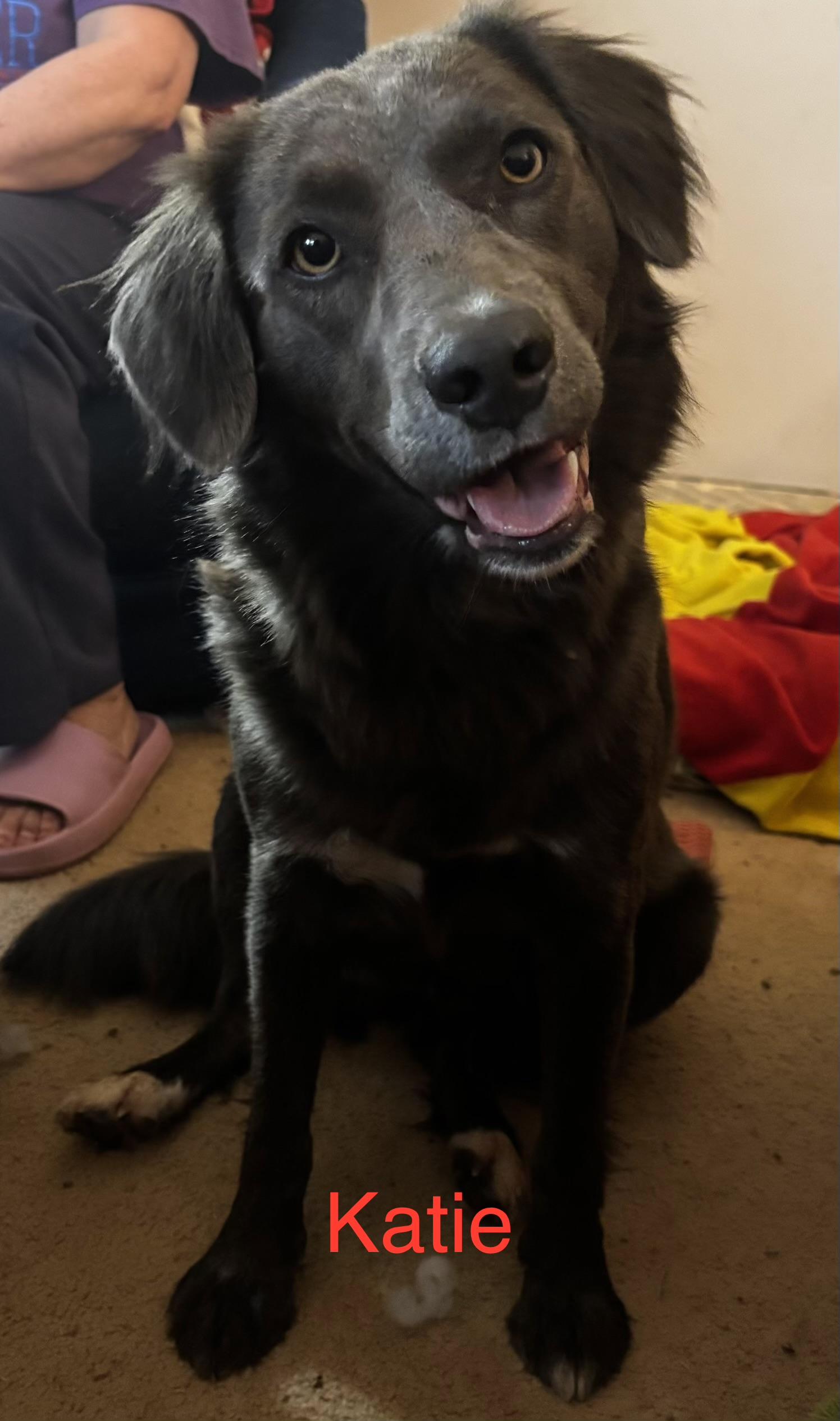 Bonded Pair- FeeBee & Katie, a ADOPTABLE mixed breed in Kings Mountain, NC image 5/6