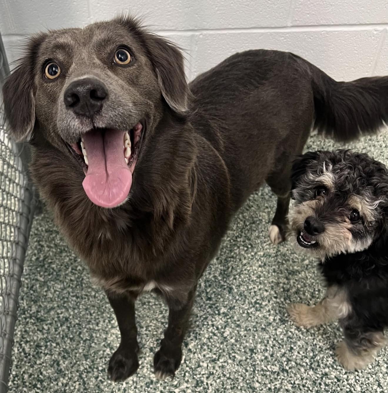 Bonded Pair- FeeBee & Katie, a ADOPTABLE mixed breed in Kings Mountain, NC image 2/6
