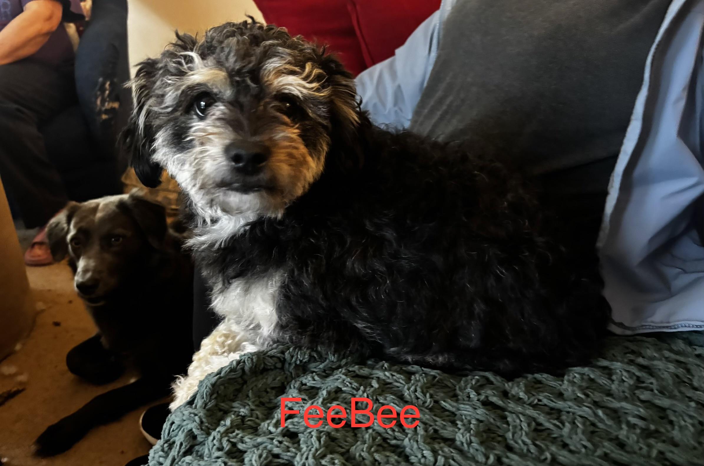 Bonded Pair- FeeBee & Katie, a ADOPTABLE mixed breed in Kings Mountain, NC image 3/6