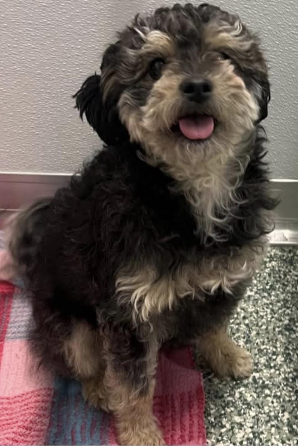 Bonded Pair- FeeBee & Katie, a ADOPTABLE mixed breed in Kings Mountain, NC image 6/6