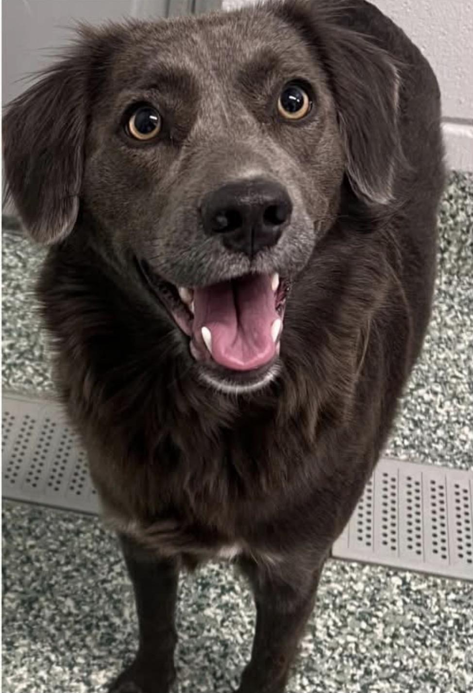 Bonded Pair- FeeBee & Katie, a ADOPTABLE mixed breed in Kings Mountain, NC image 4/6