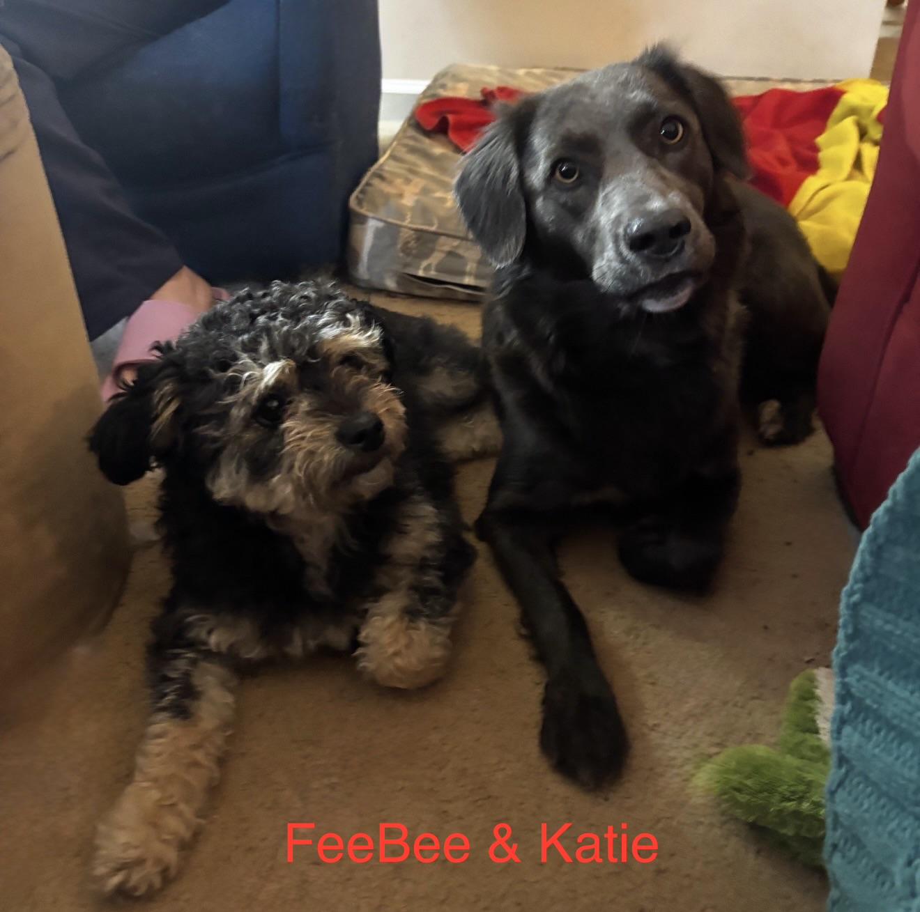 Bonded Pair- FeeBee & Katie, ADOPTABLE, Adult Female Poodle & Labrador Retriever.