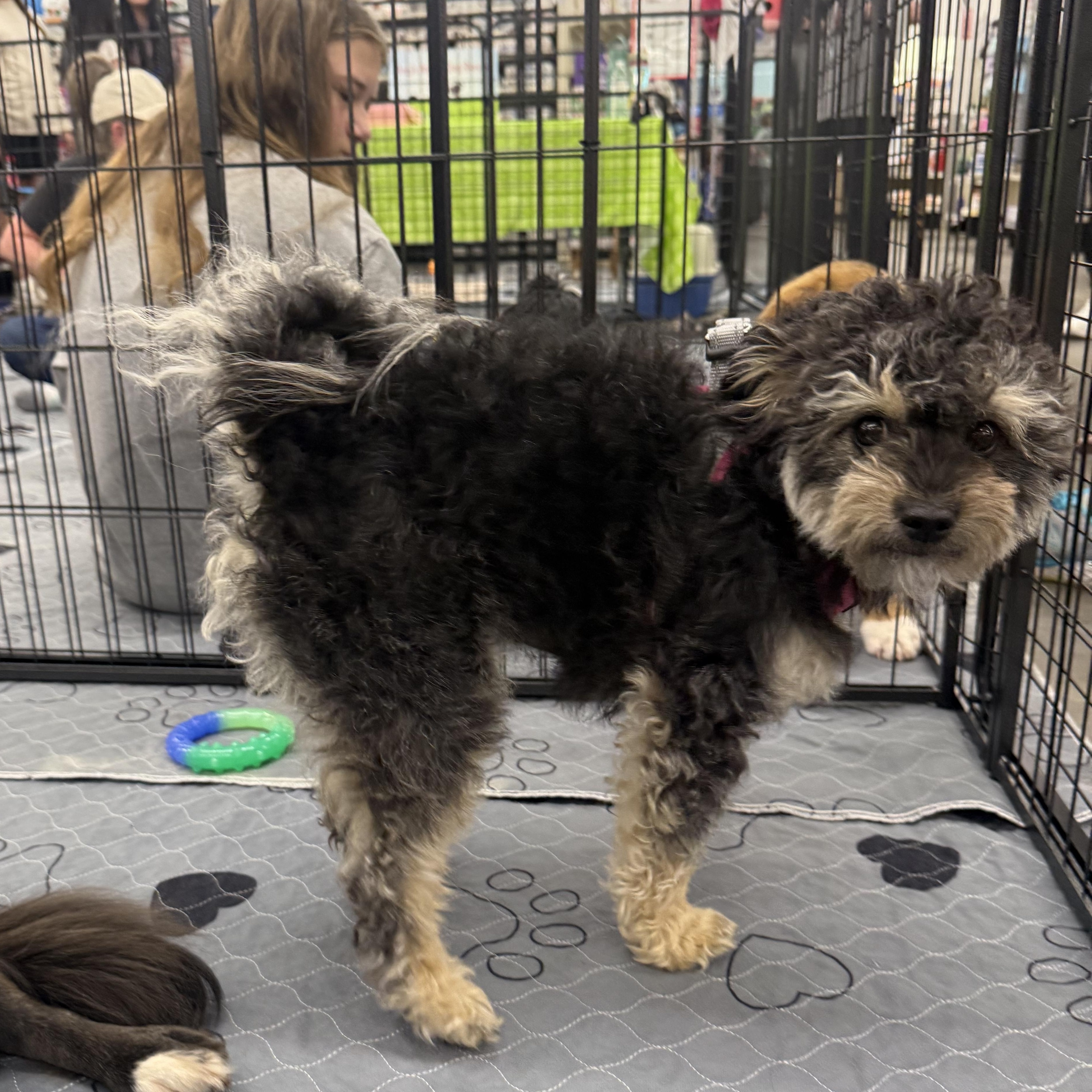 Enlarge Bonded Pair- FeeBee & Katie, an adoptable mixed breed in Kings Mountain, NC image 4/6