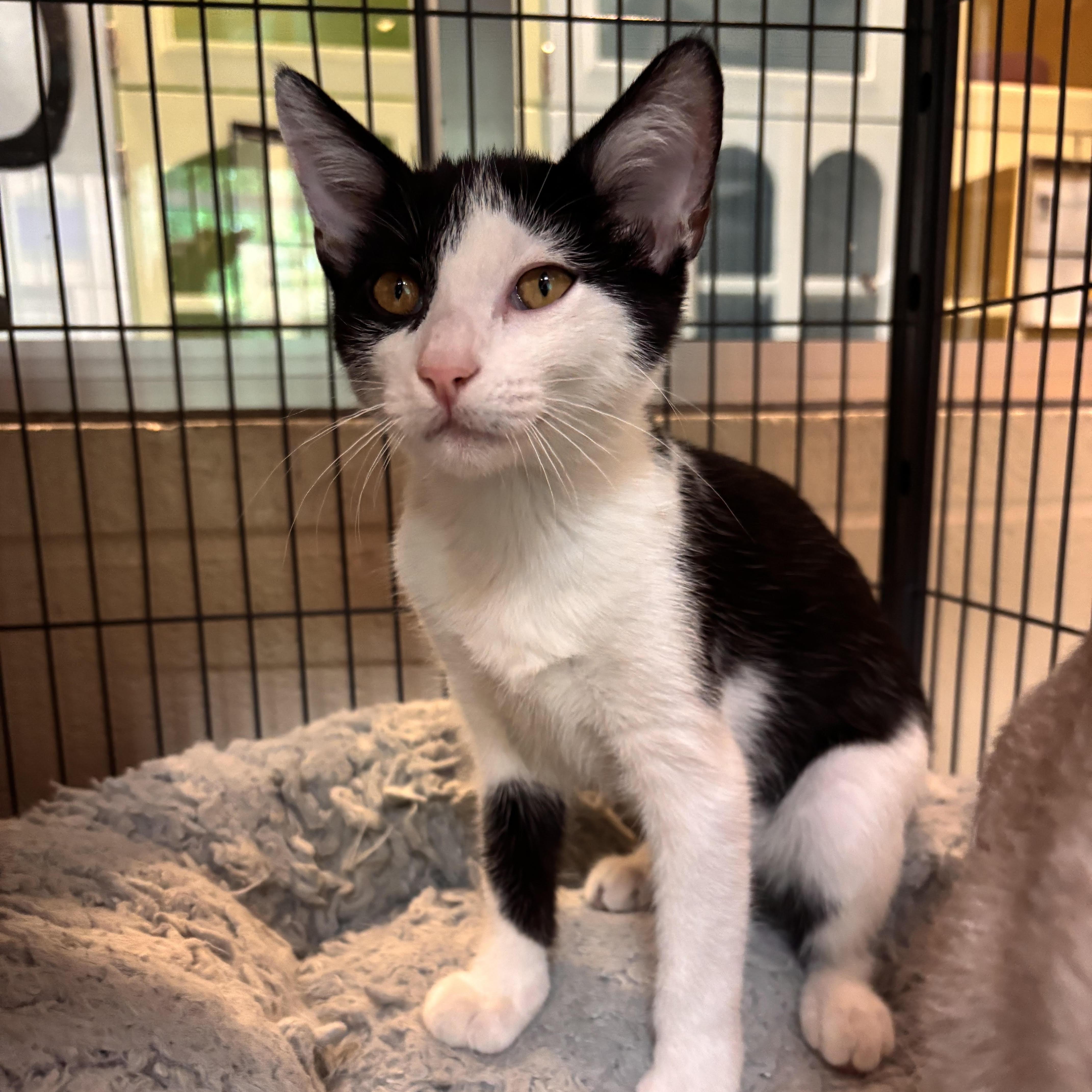 Noah, a Adoptable Domestic Short Hair in Charleston, SC image 2/2