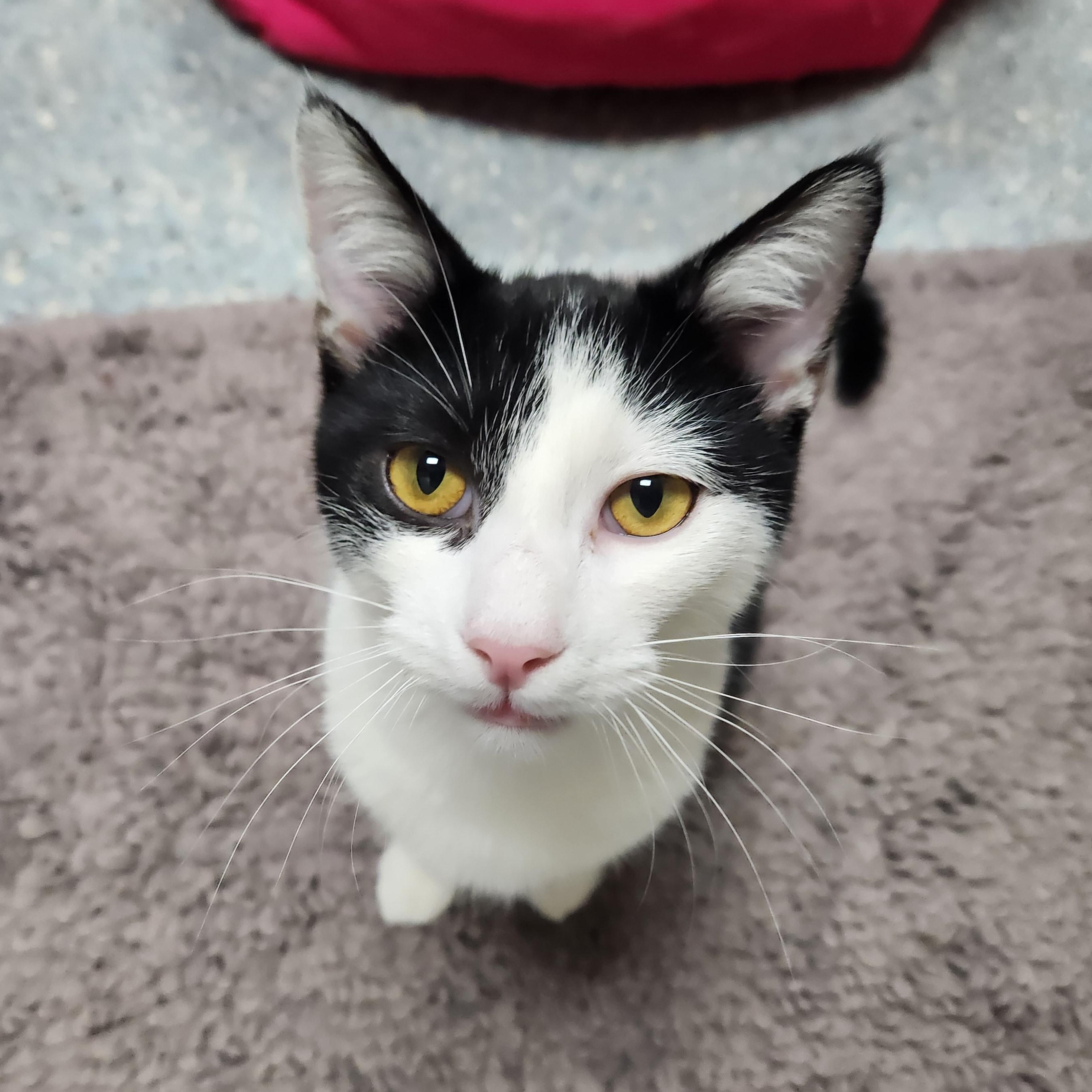 Noah, a Adoptable Domestic Short Hair in Charleston, SC image 1/2