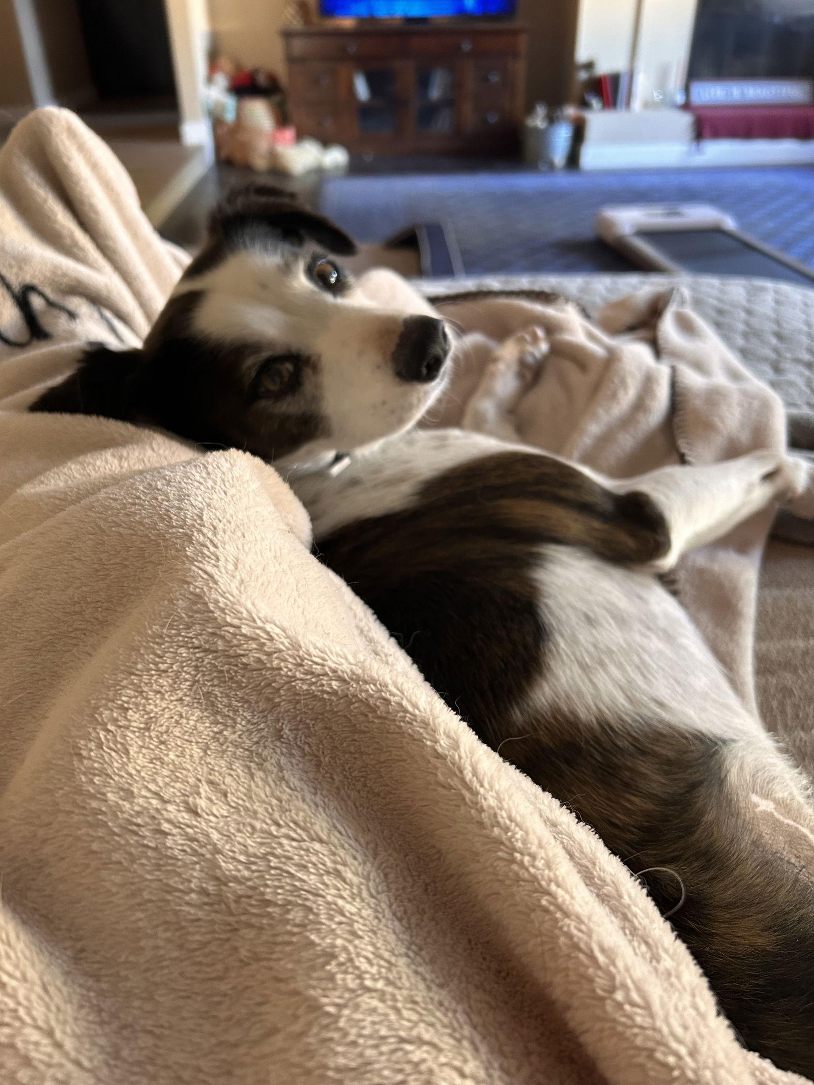 Enlarge JACK #11, a Adoptable mixed breed in Chandler, AZ image 2/3