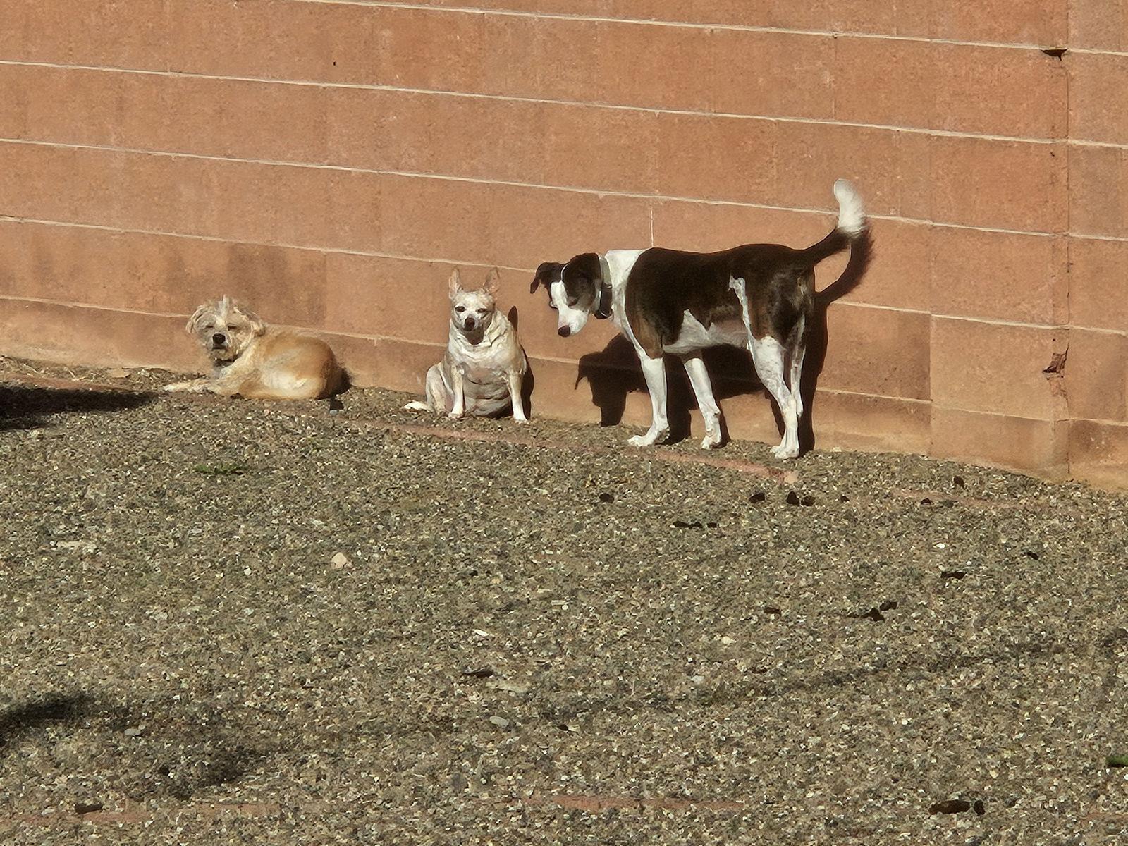 Enlarge JACK #11, a Adoptable mixed breed in Chandler, AZ image 3/3