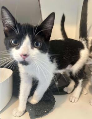 Velma, ADOPTABLE, Kitten Female Domestic Short Hair.