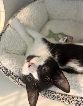 Enlarge Velma, a ADOPTABLE mixed breed in Escondido, CA image 2/4