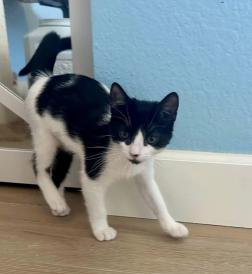 Enlarge Velma, a ADOPTABLE mixed breed in Escondido, CA image 4/4