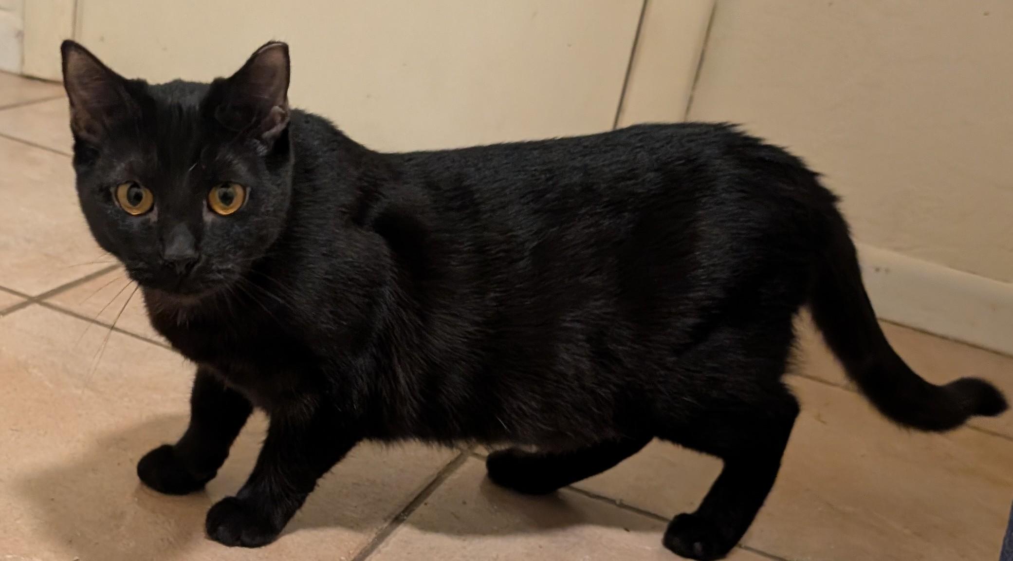 Enlarge Tirzah & Ignacio , a ADOPTABLE mixed breed in Phoenix, AZ image 2/6