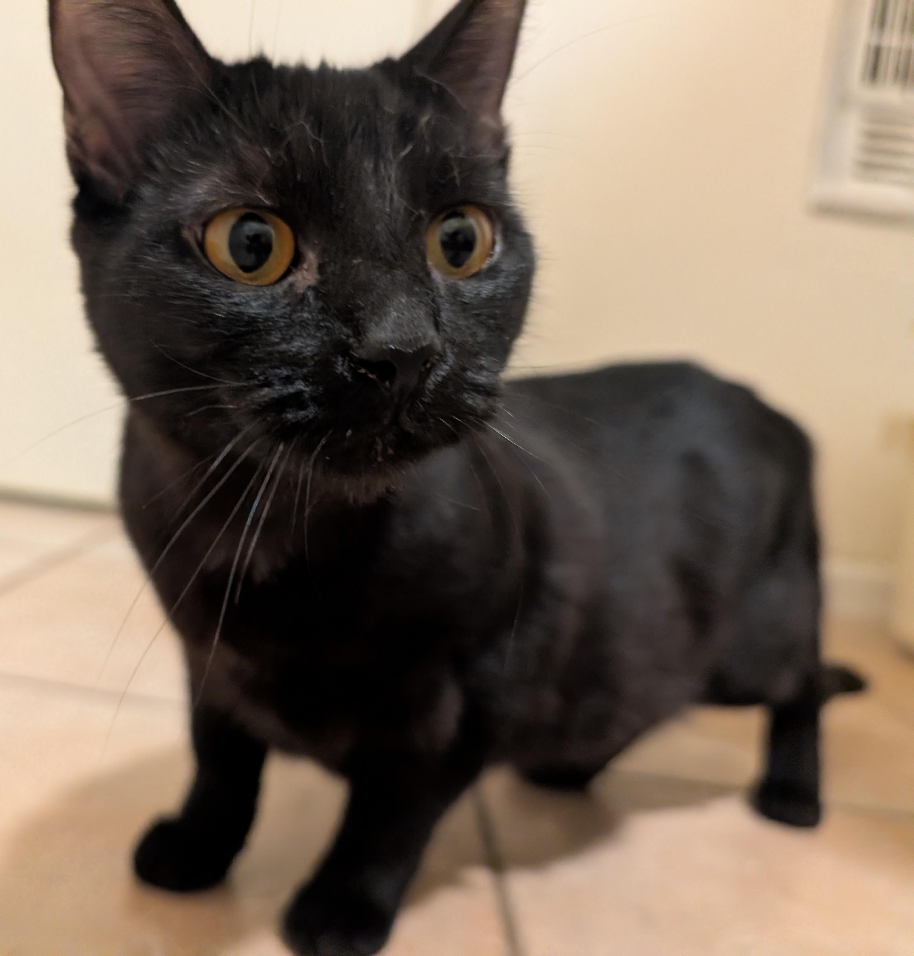 Tirzah & Ignacio , ADOPTABLE, Kitten Female Bombay & Tabby.