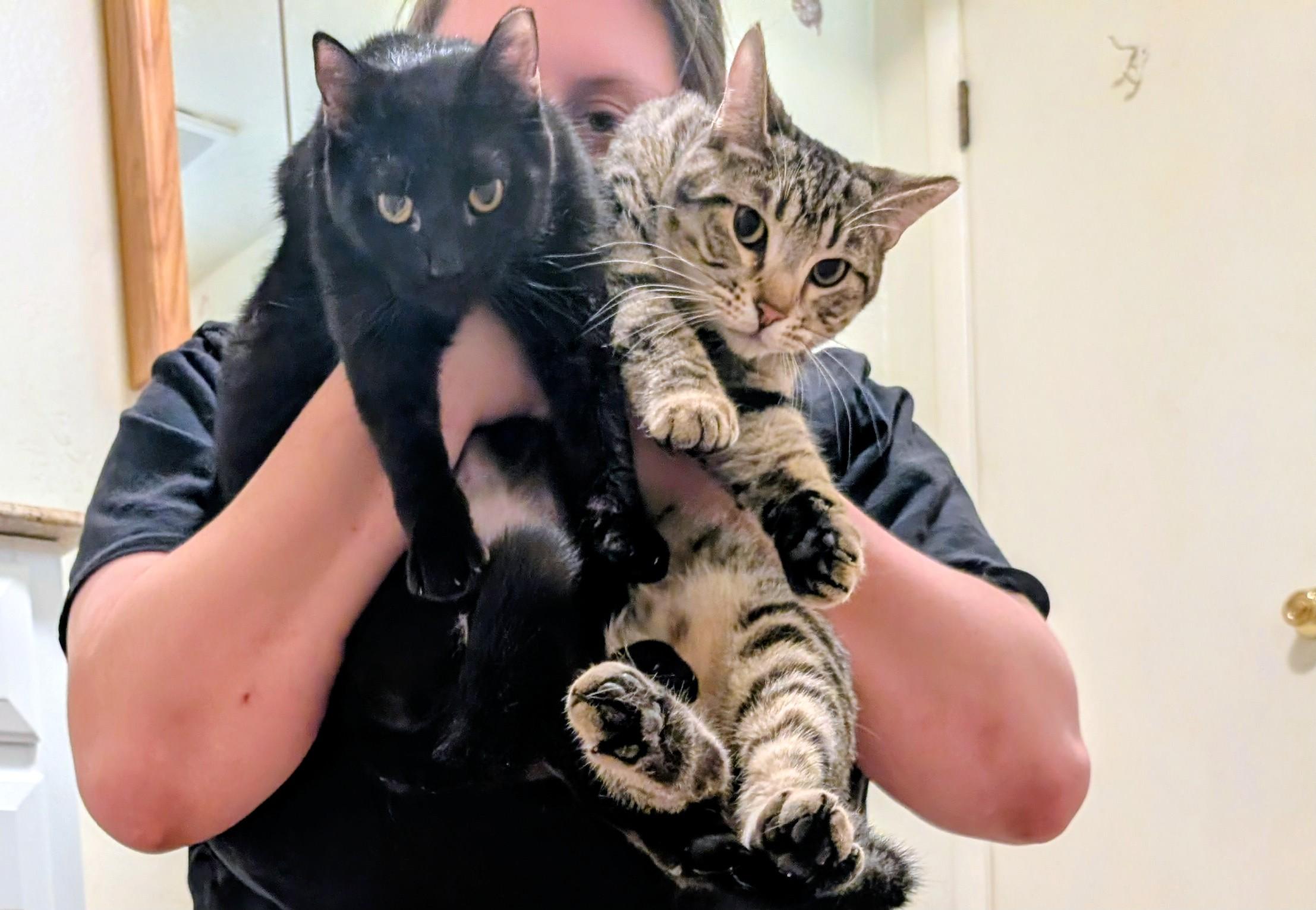 Enlarge Tirzah & Ignacio , a ADOPTABLE mixed breed in Phoenix, AZ image 2/6
