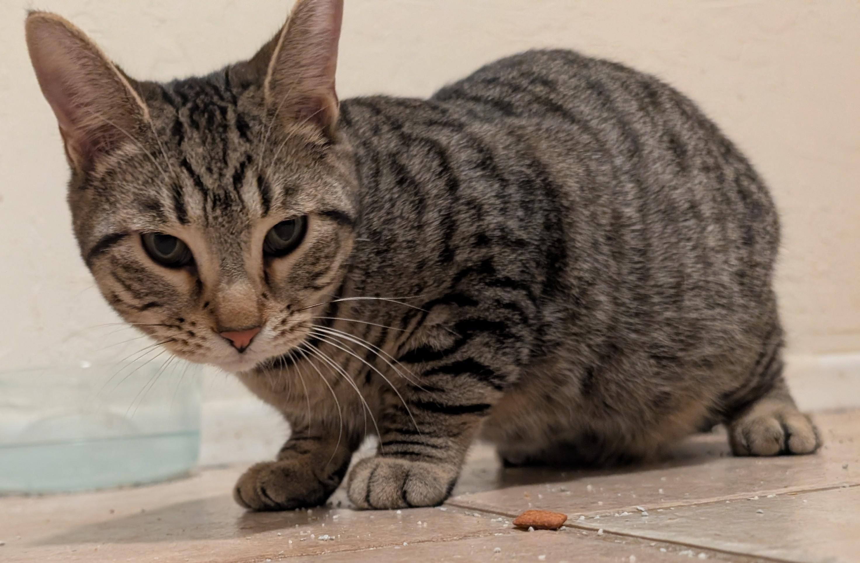 Enlarge Tirzah & Ignacio , a ADOPTABLE mixed breed in Phoenix, AZ image 5/6