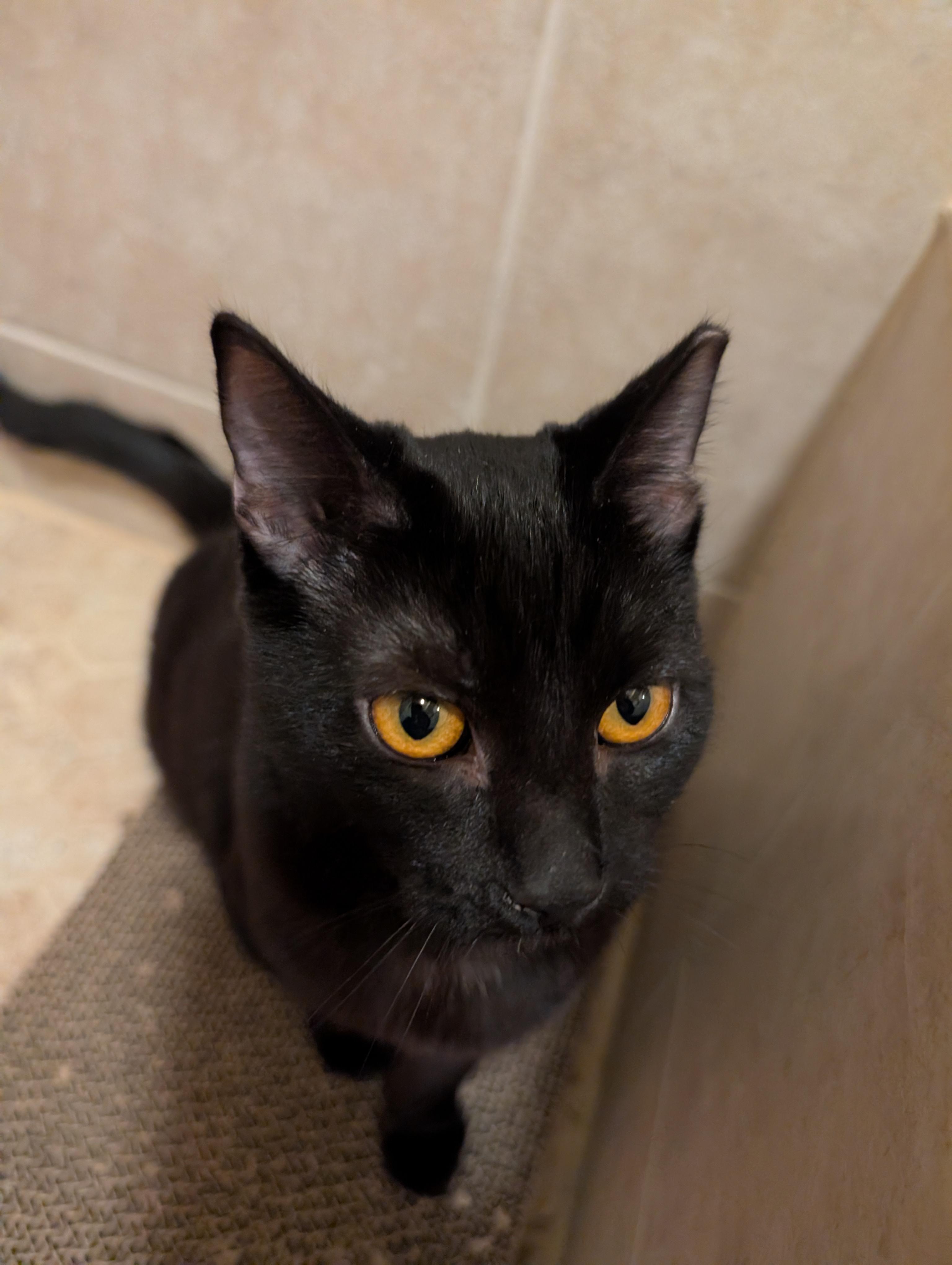 Enlarge Tirzah & Ignacio , a ADOPTABLE mixed breed in Phoenix, AZ image 4/6