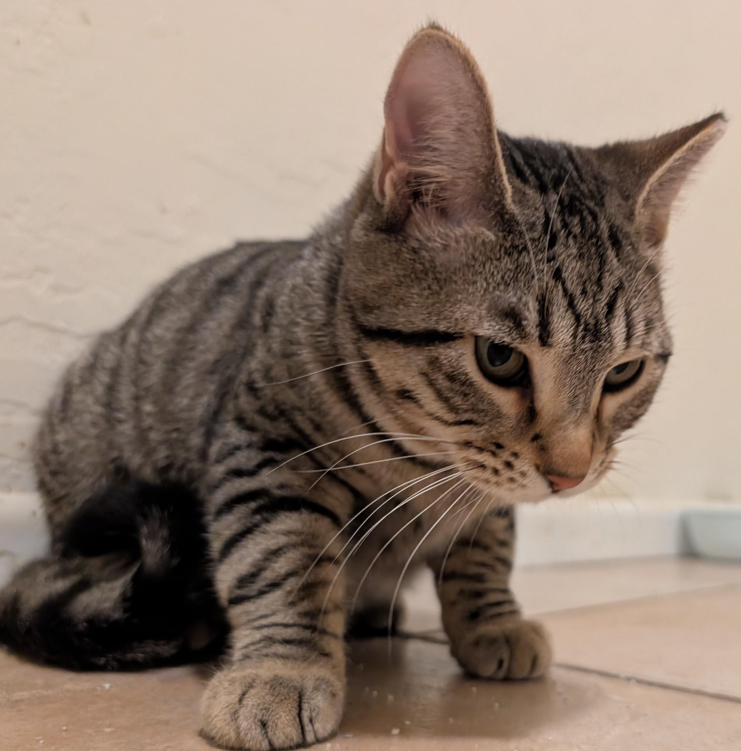 Enlarge Tirzah & Ignacio , a ADOPTABLE mixed breed in Phoenix, AZ image 6/6