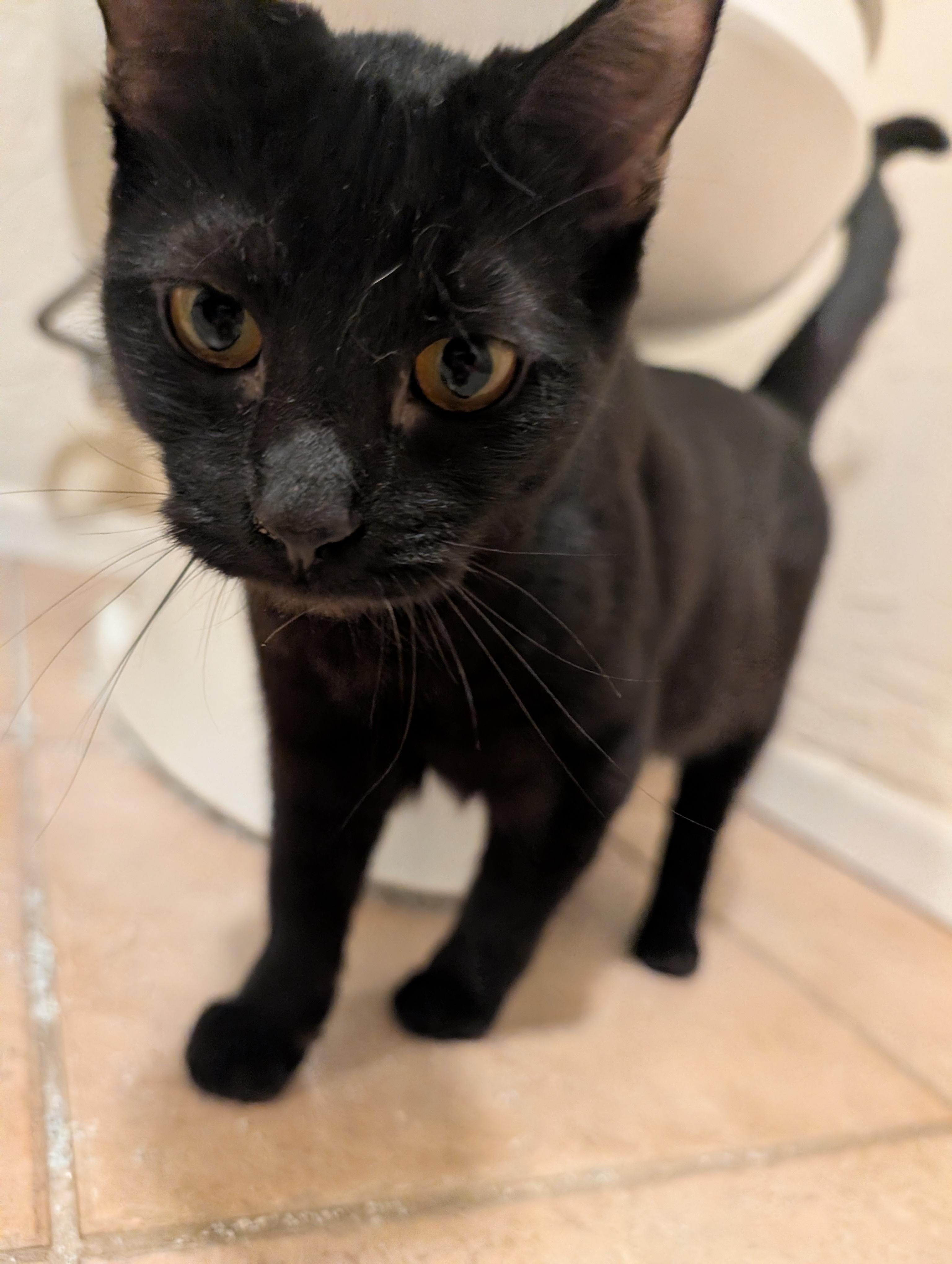 Enlarge Tirzah & Ignacio , a ADOPTABLE mixed breed in Phoenix, AZ image 3/6