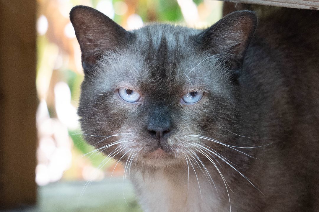 Smokey, Adopted, Senior Male Siamese.