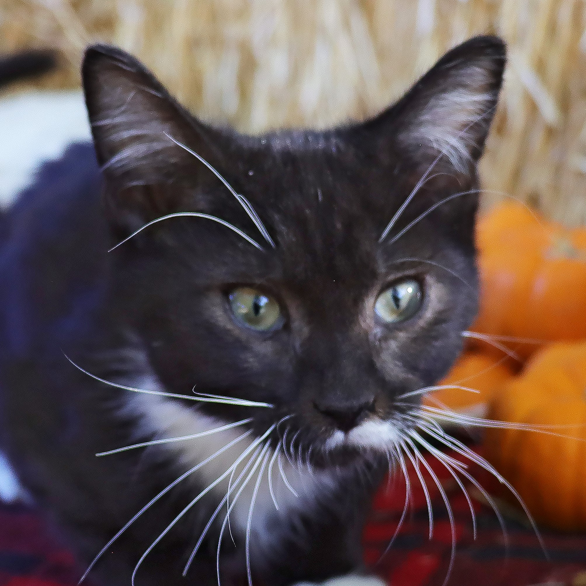 Cat for adoption Jack, a Domestic Short Hair in Clovis, CA Petfinder