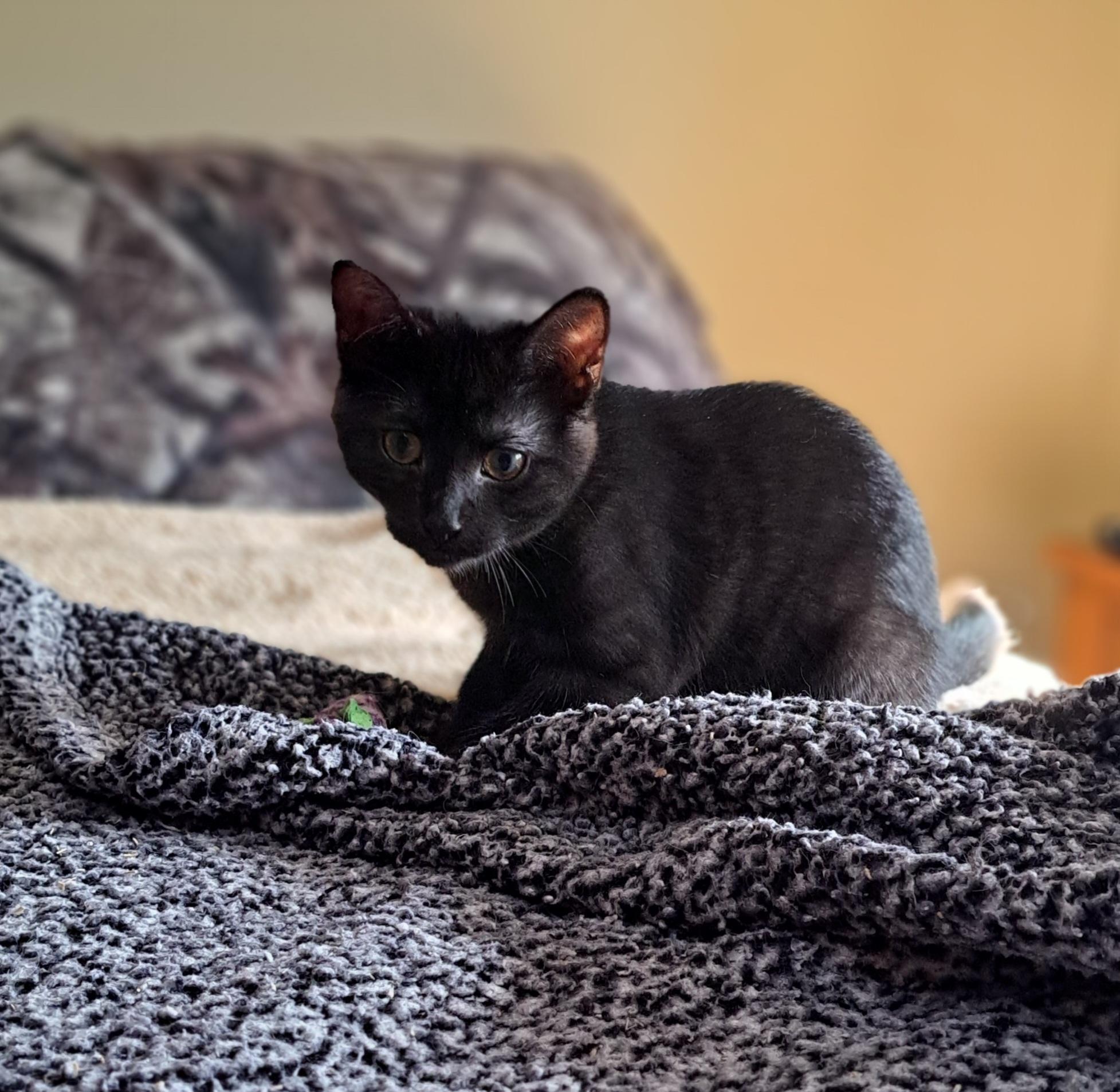 Armadillo, Adopted, Kitten Female Domestic Short Hair.