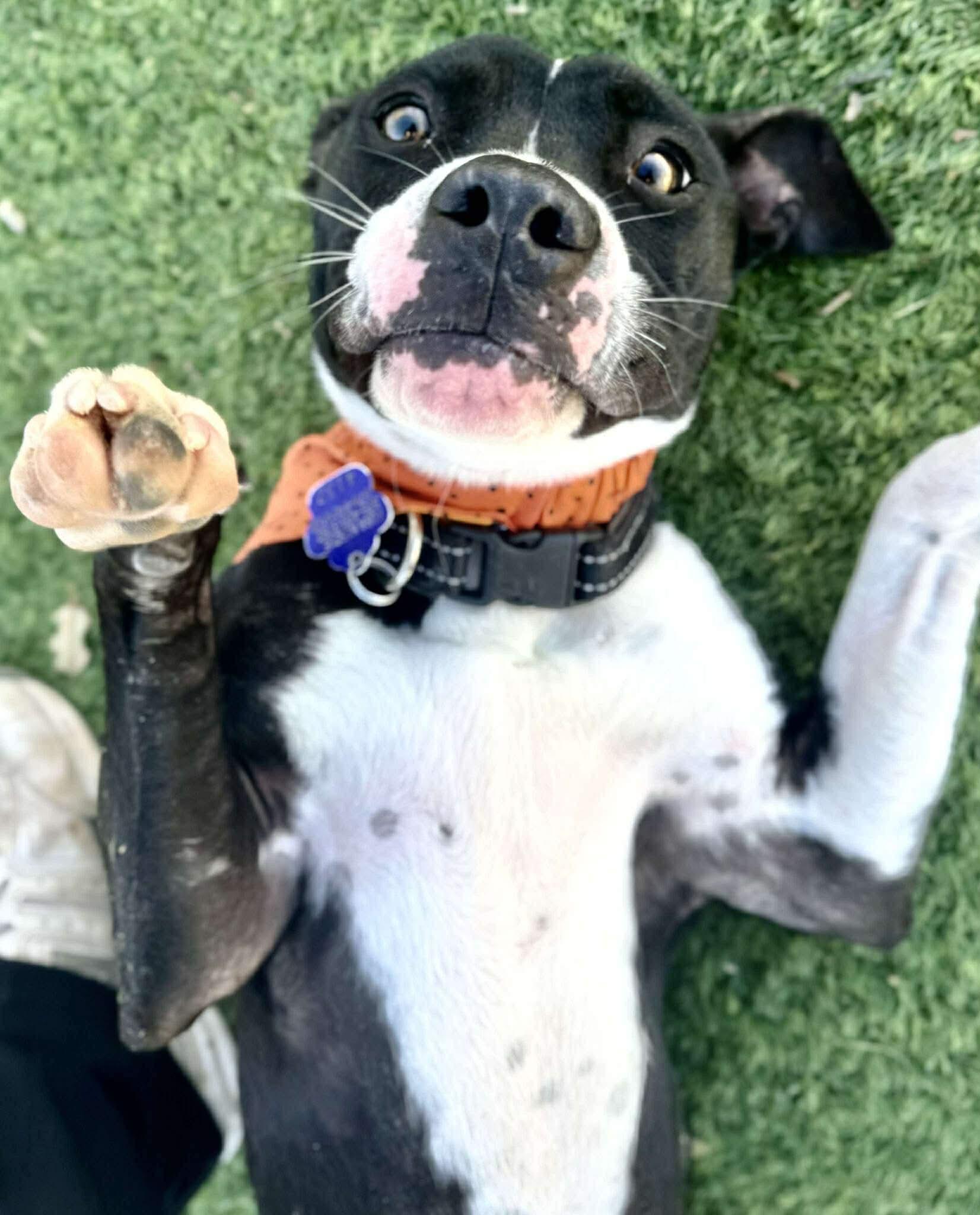 Bella, adopted, Puppy Female Boxer.