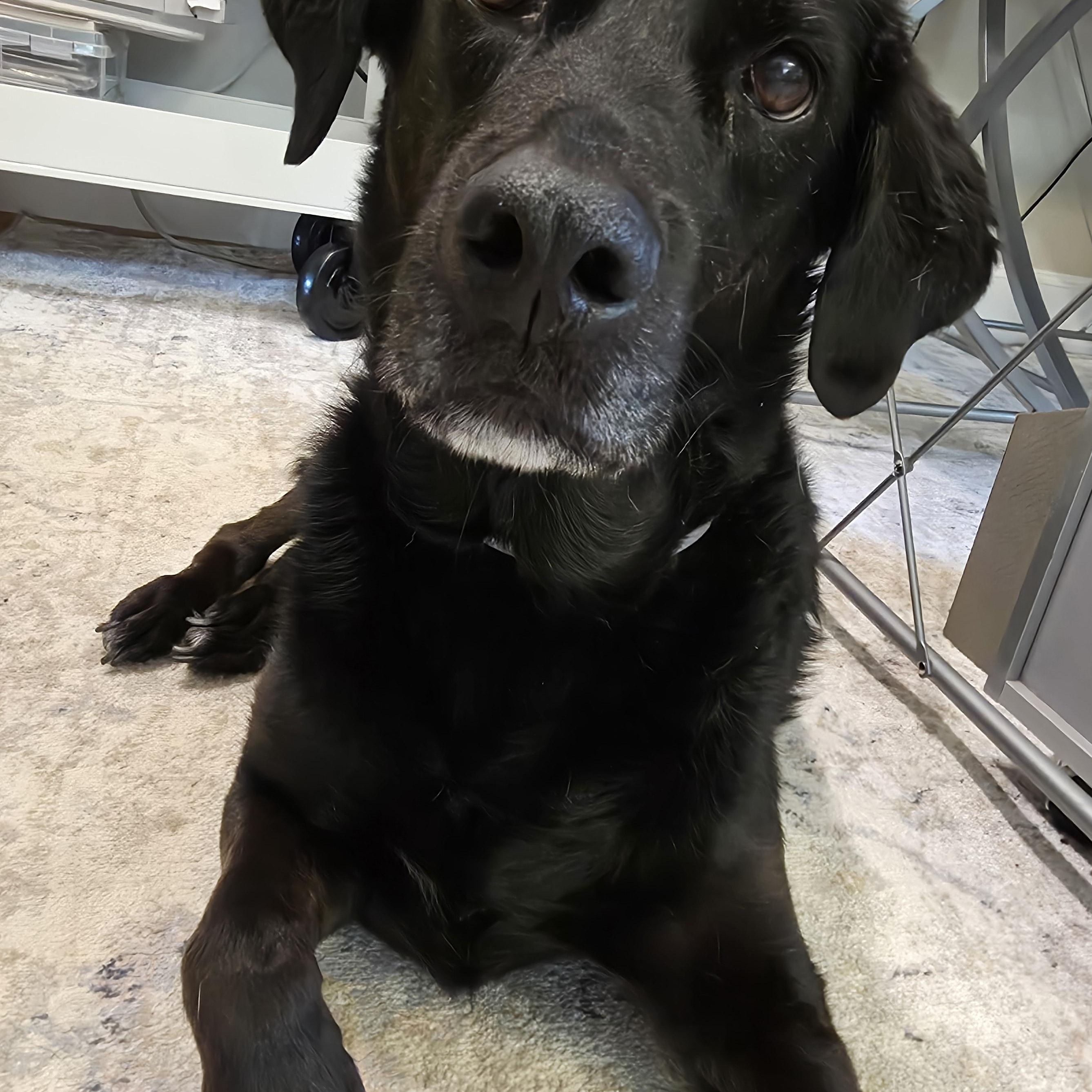 Enlarge Shadow, a ADOPTABLE mixed breed in Midlothian, VA image 5/5