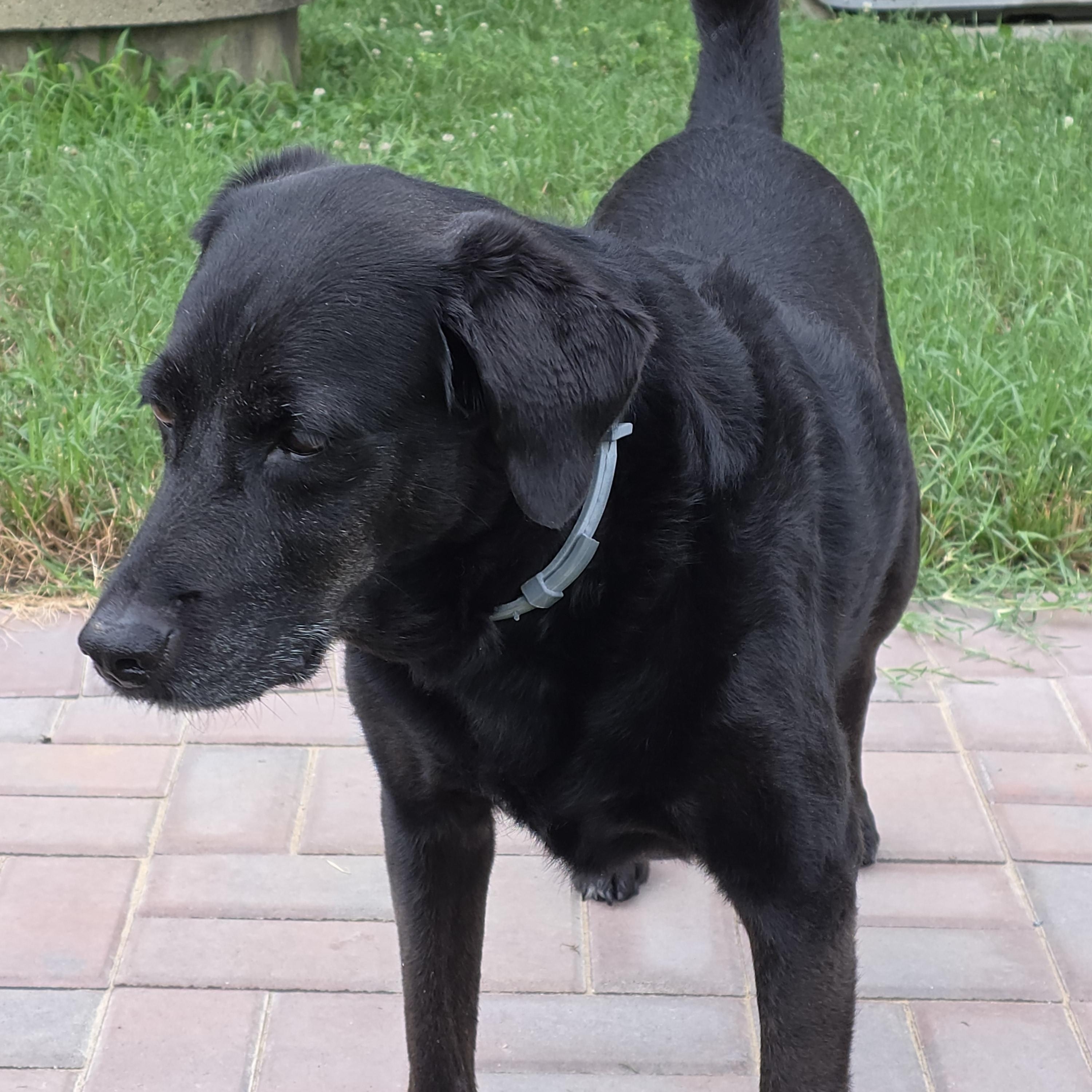 Enlarge Shadow, a ADOPTABLE mixed breed in Midlothian, VA image 3/5