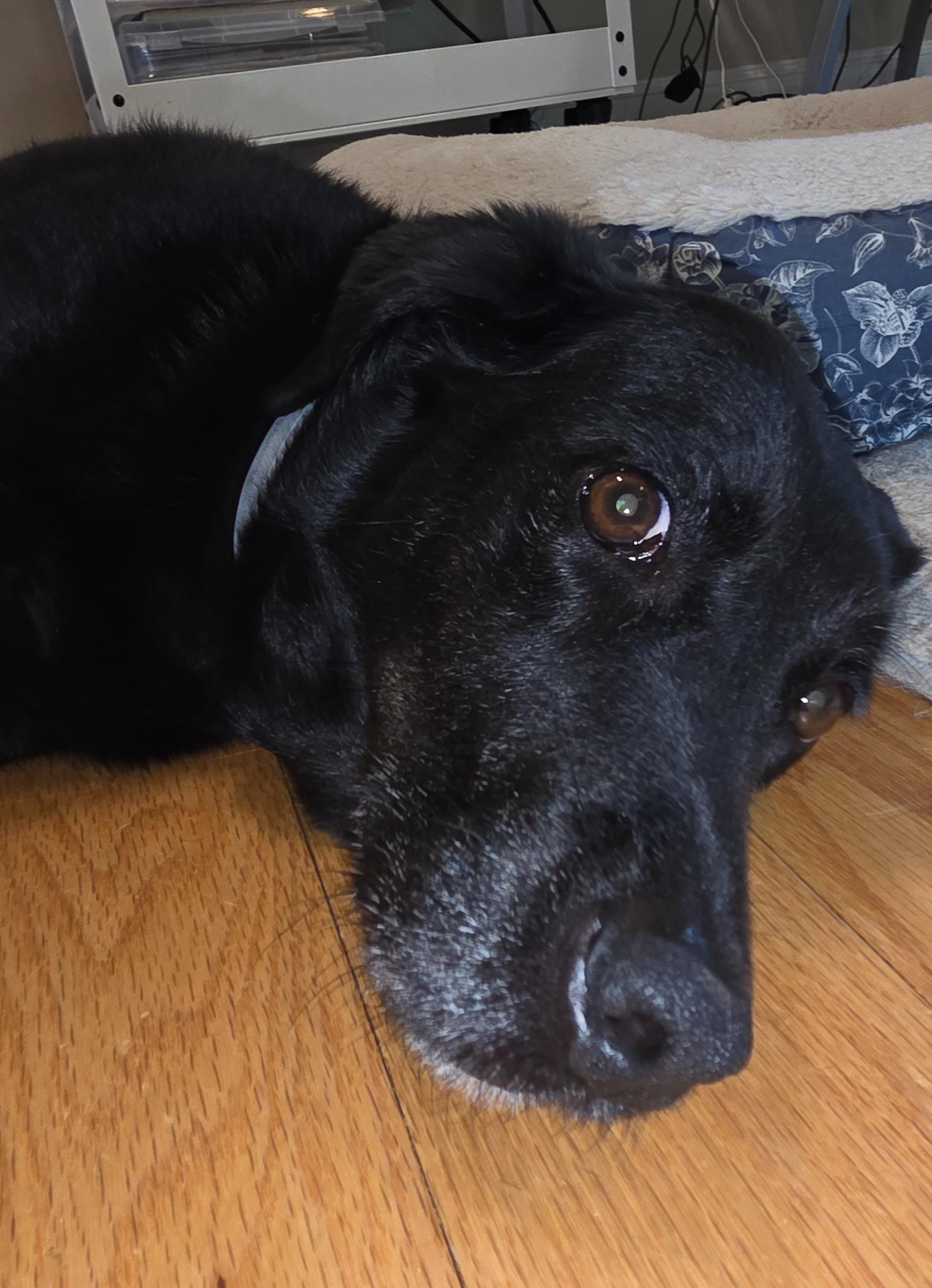 Enlarge Shadow, a ADOPTABLE mixed breed in Midlothian, VA image 2/5